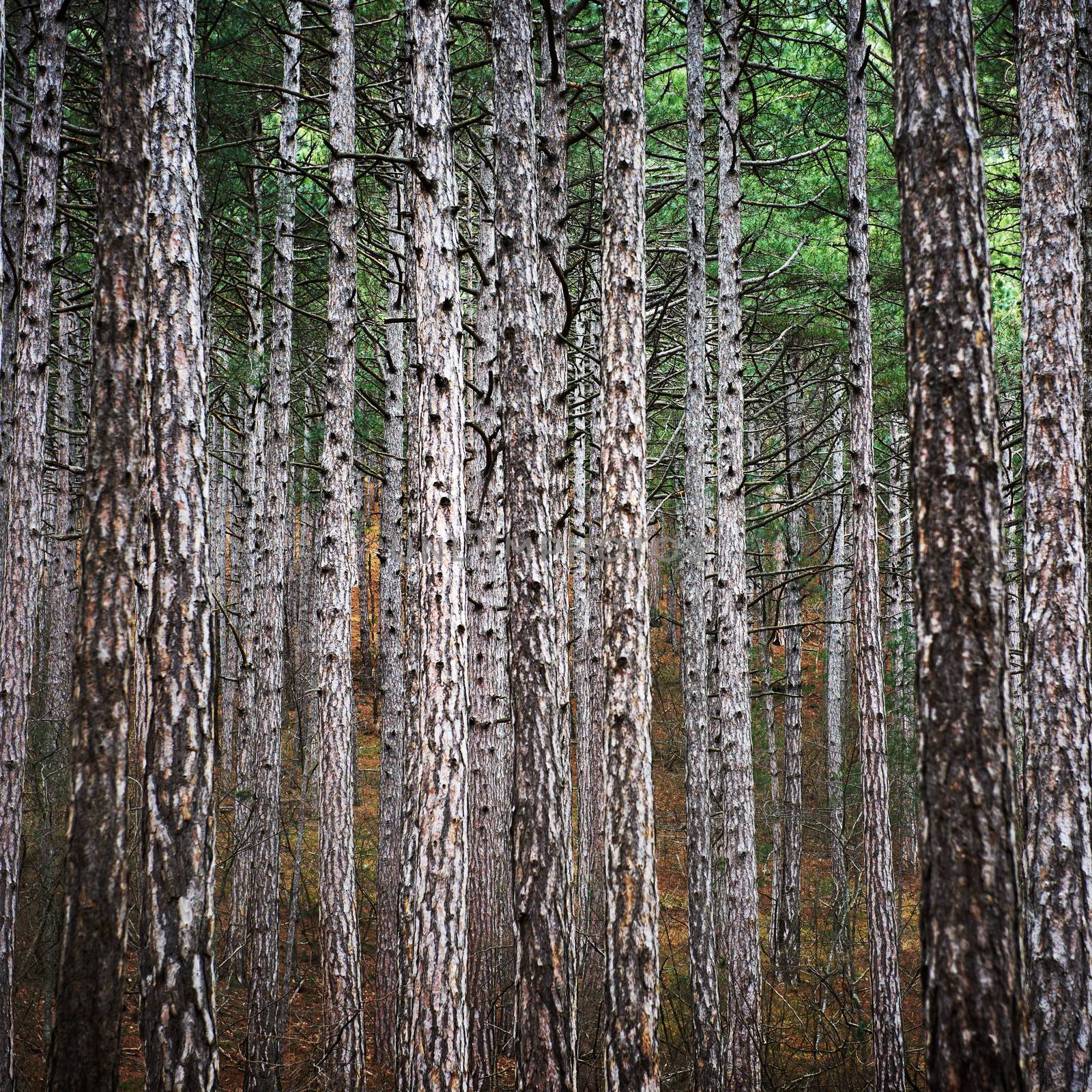 Mystery forest with big dark green pine trees