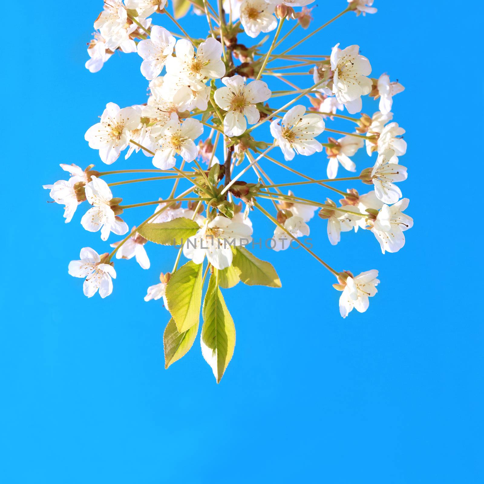 White cherry flowers by vapi