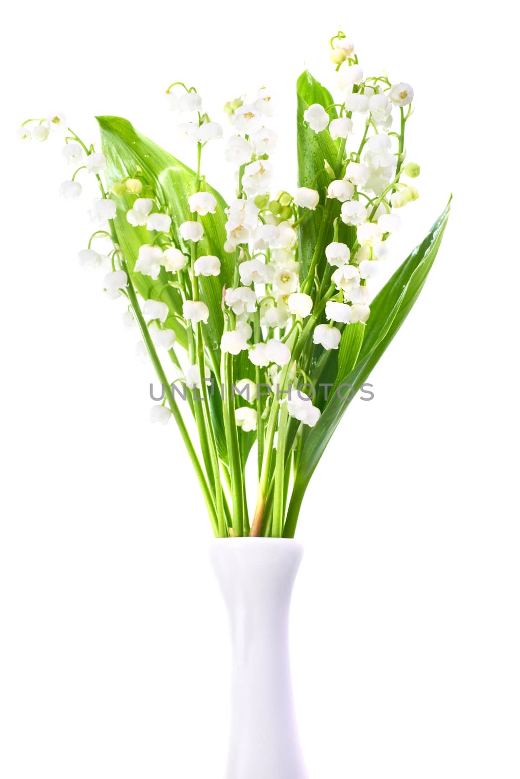 White flowers lilies of the valley in the vase isolated on white background