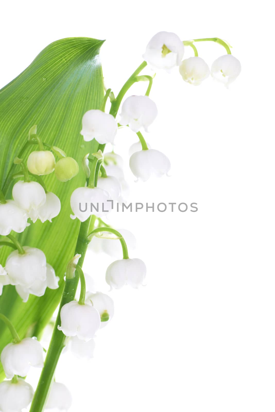 White flowers lilies of the valley isolated on white background