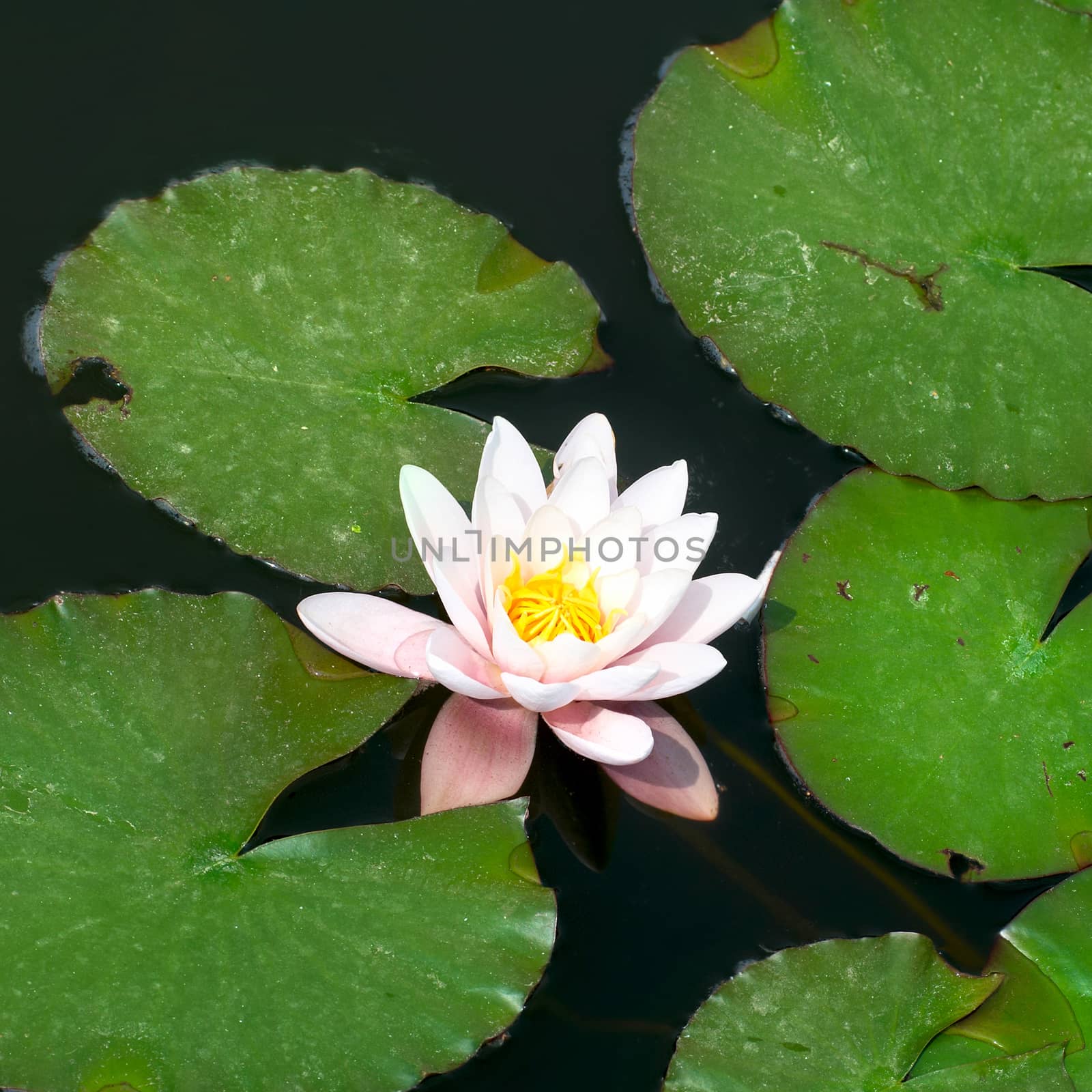 Water lily by vapi