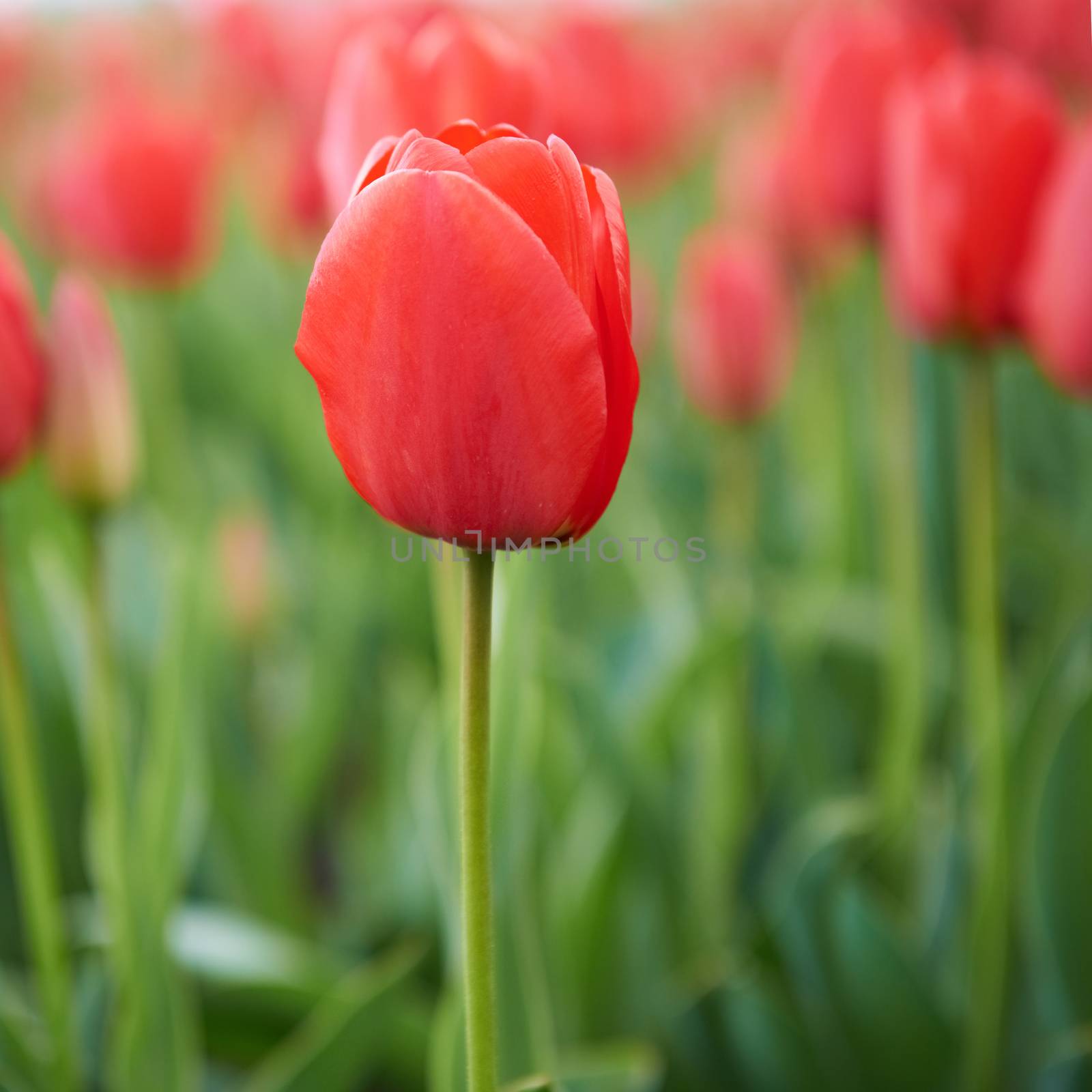 Field of beautiful red tulips in spring time