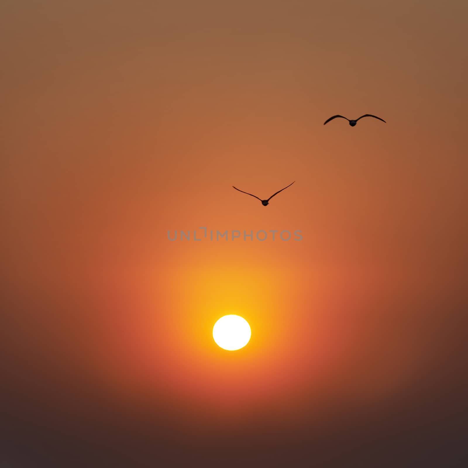 Beautiful sunset on the sea, red sun and flying seagulls