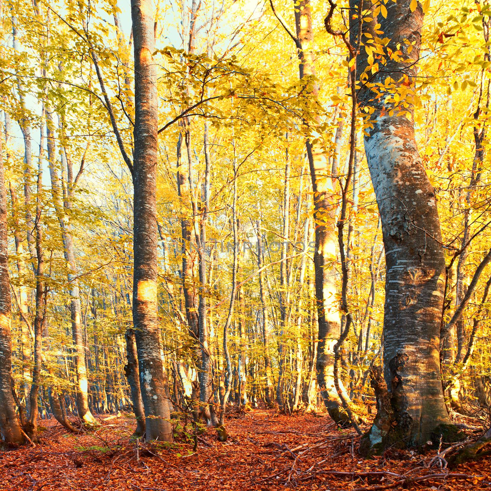 Autumn forest. Trees with green and yellow leaves