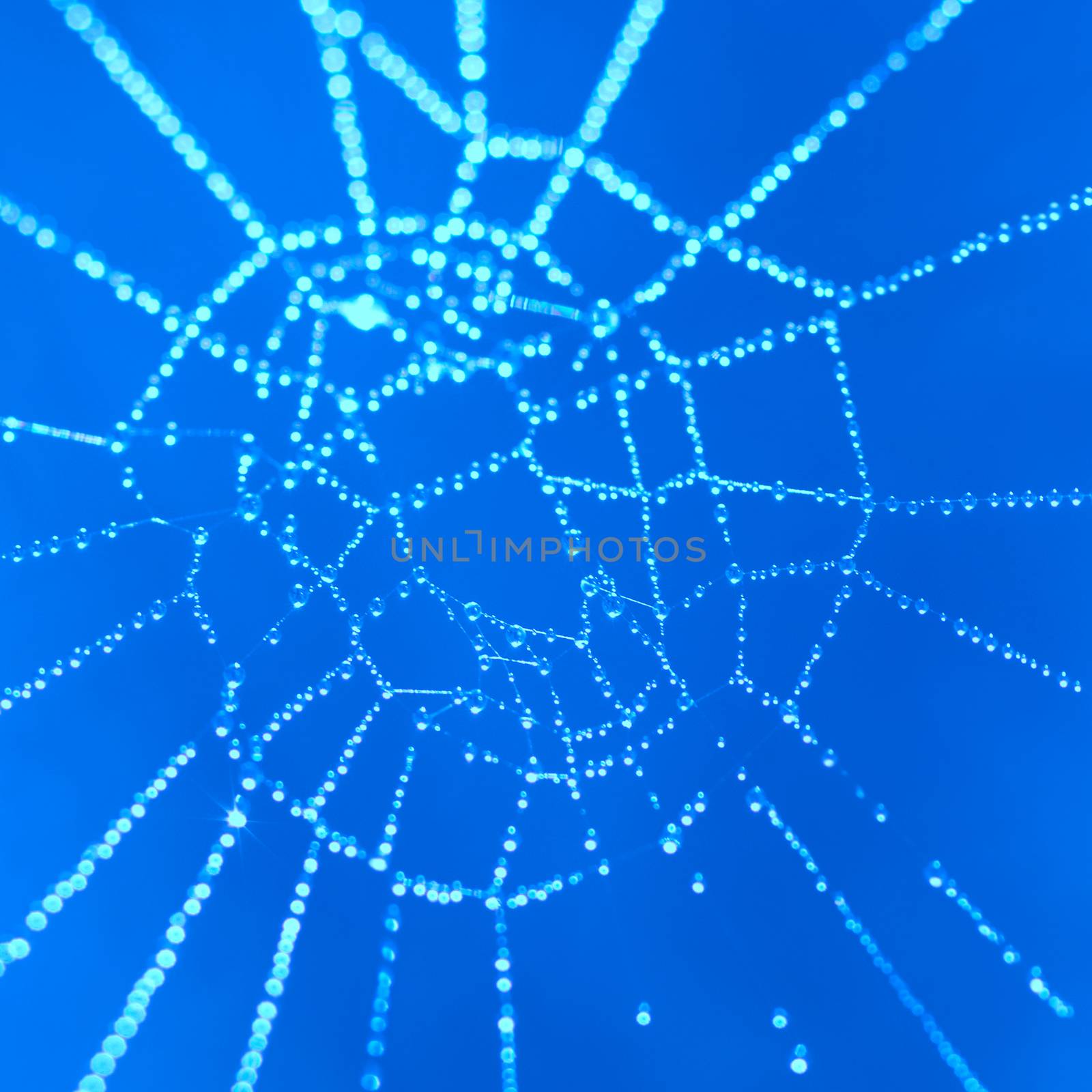 Spider web by vapi