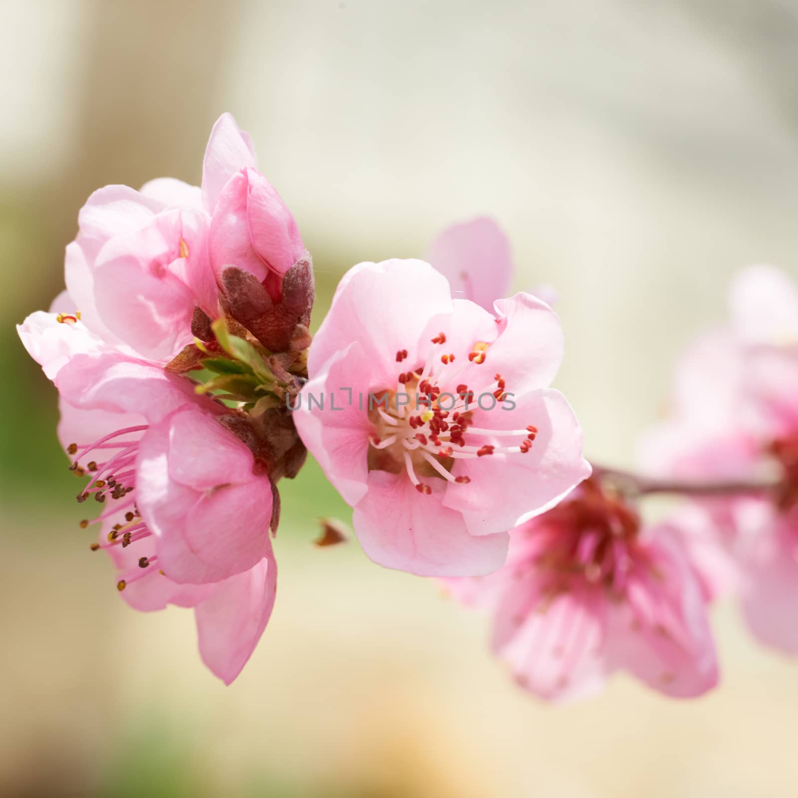 Almond pink flowers by vapi