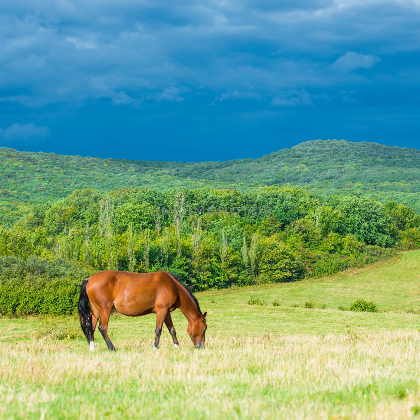 Dark bay horses in a meadow with green grass