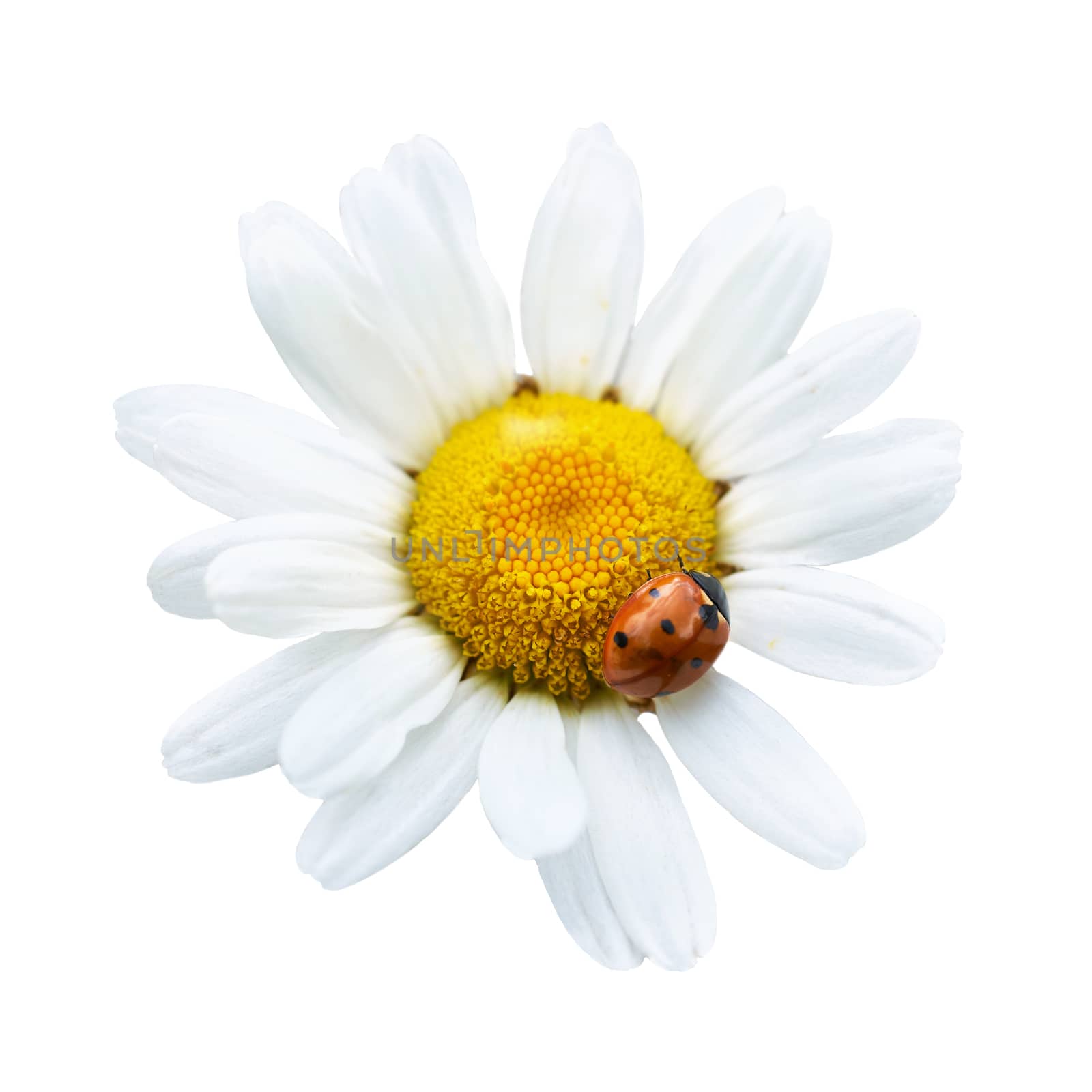 White daisy with ladybug by vapi