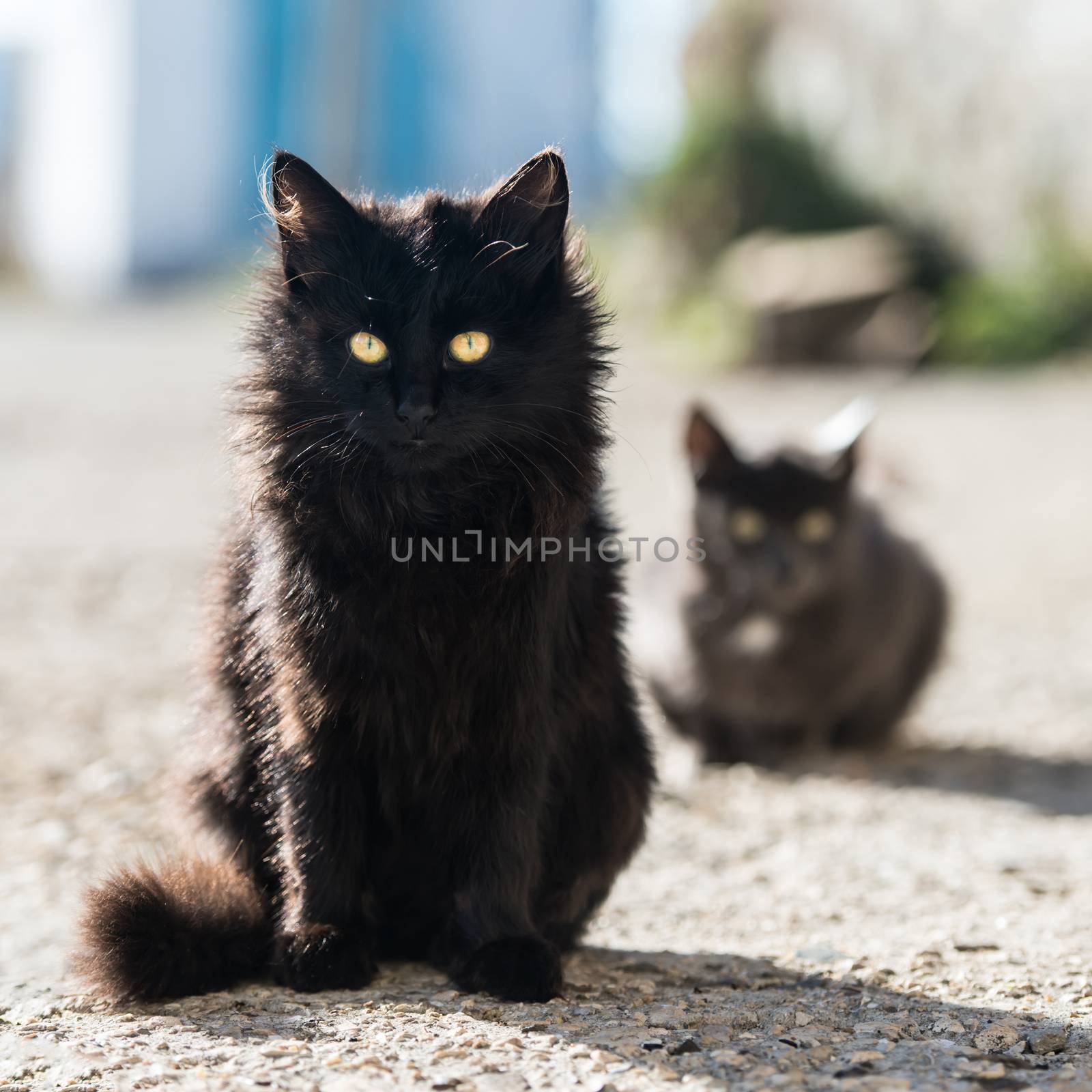 Group of cats sitting and looking at camera