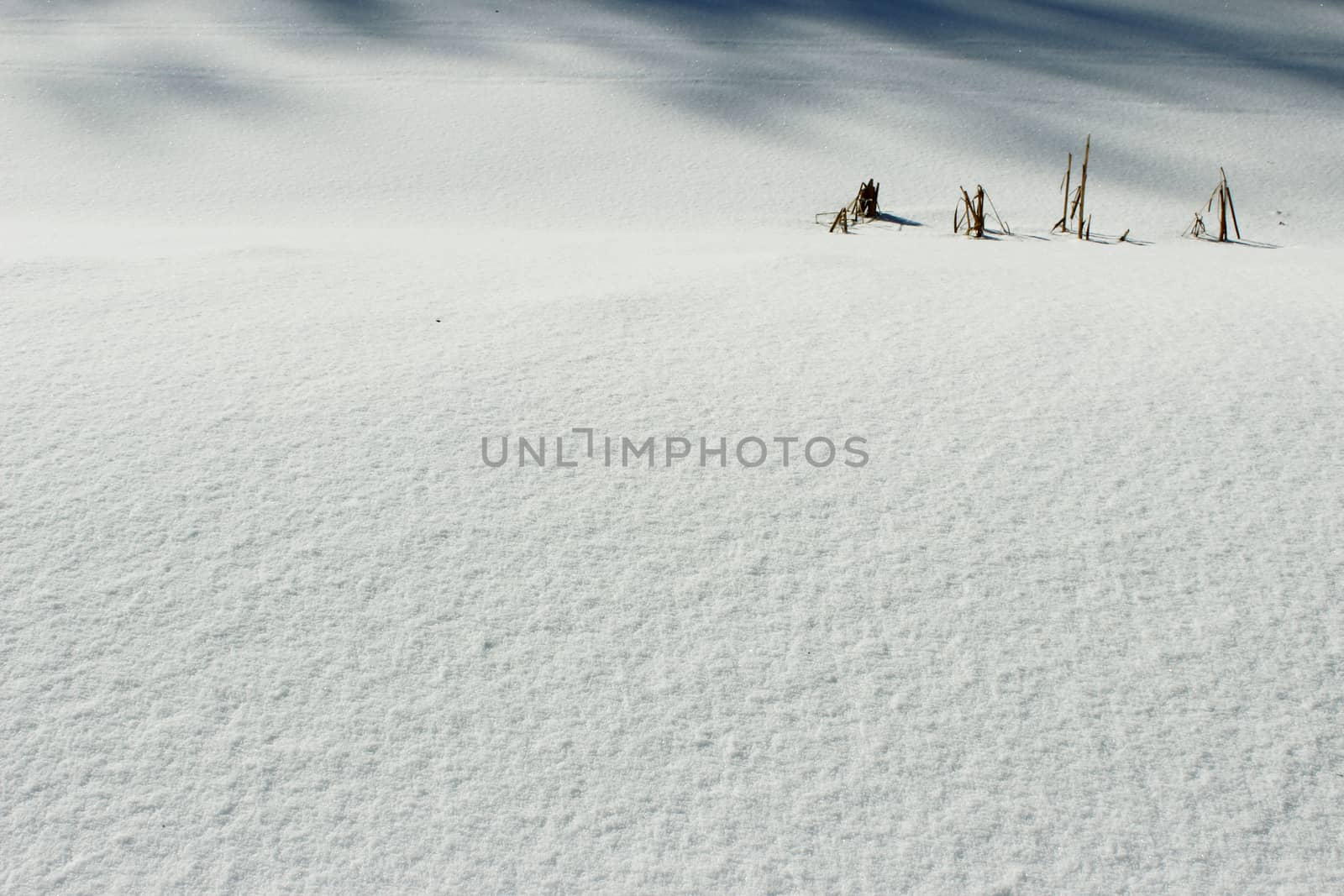 snowy crust, white background