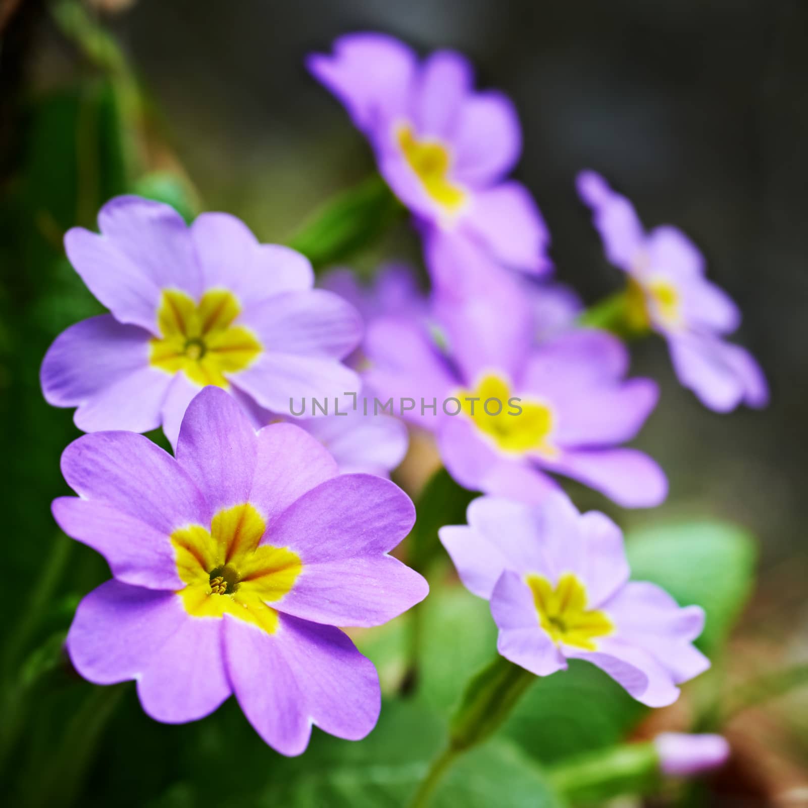 Spring pink flowers (Primula vulgaris) in the forest