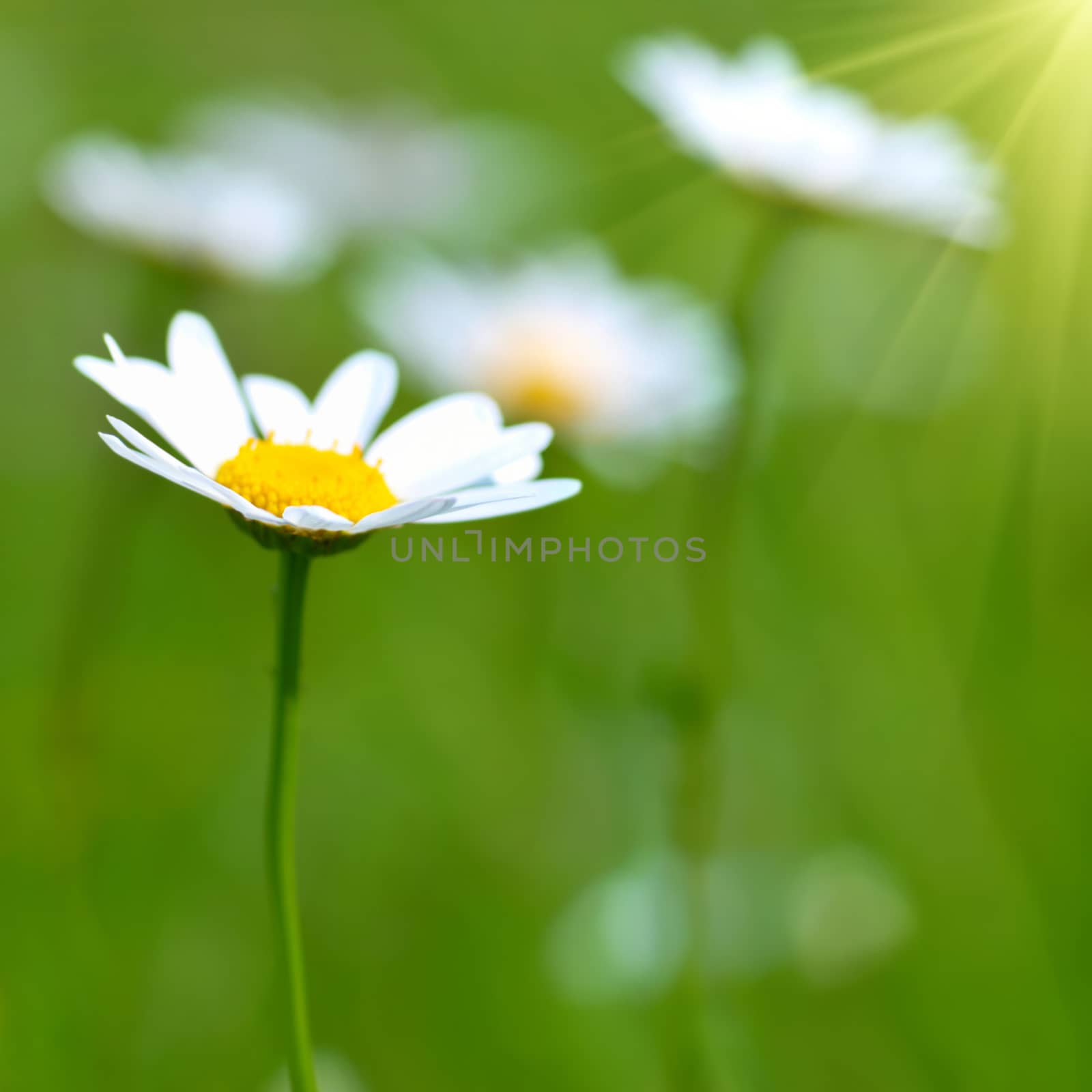 Chamomiles on the field with green grass