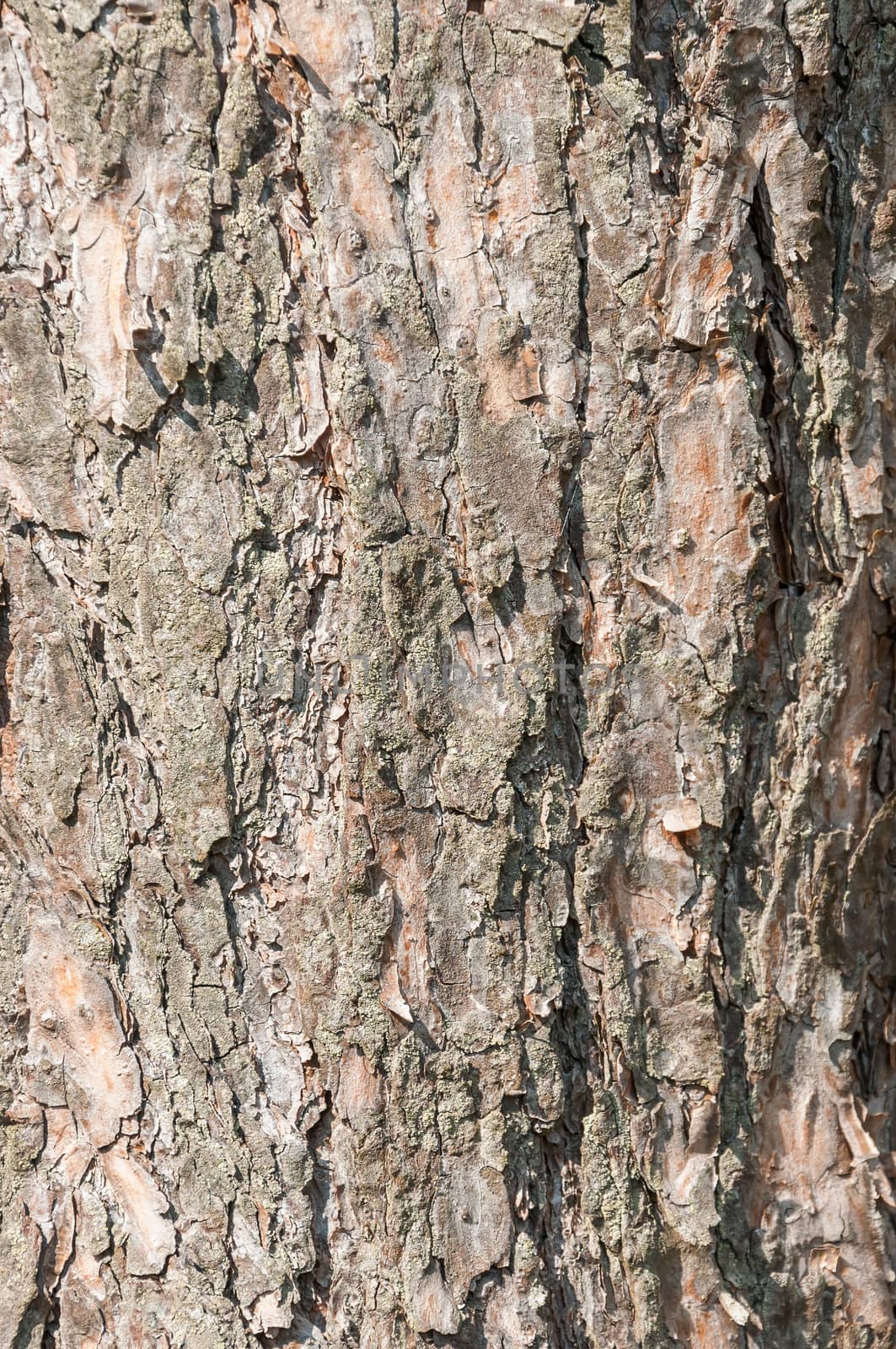 Tree bark texture by mkos83