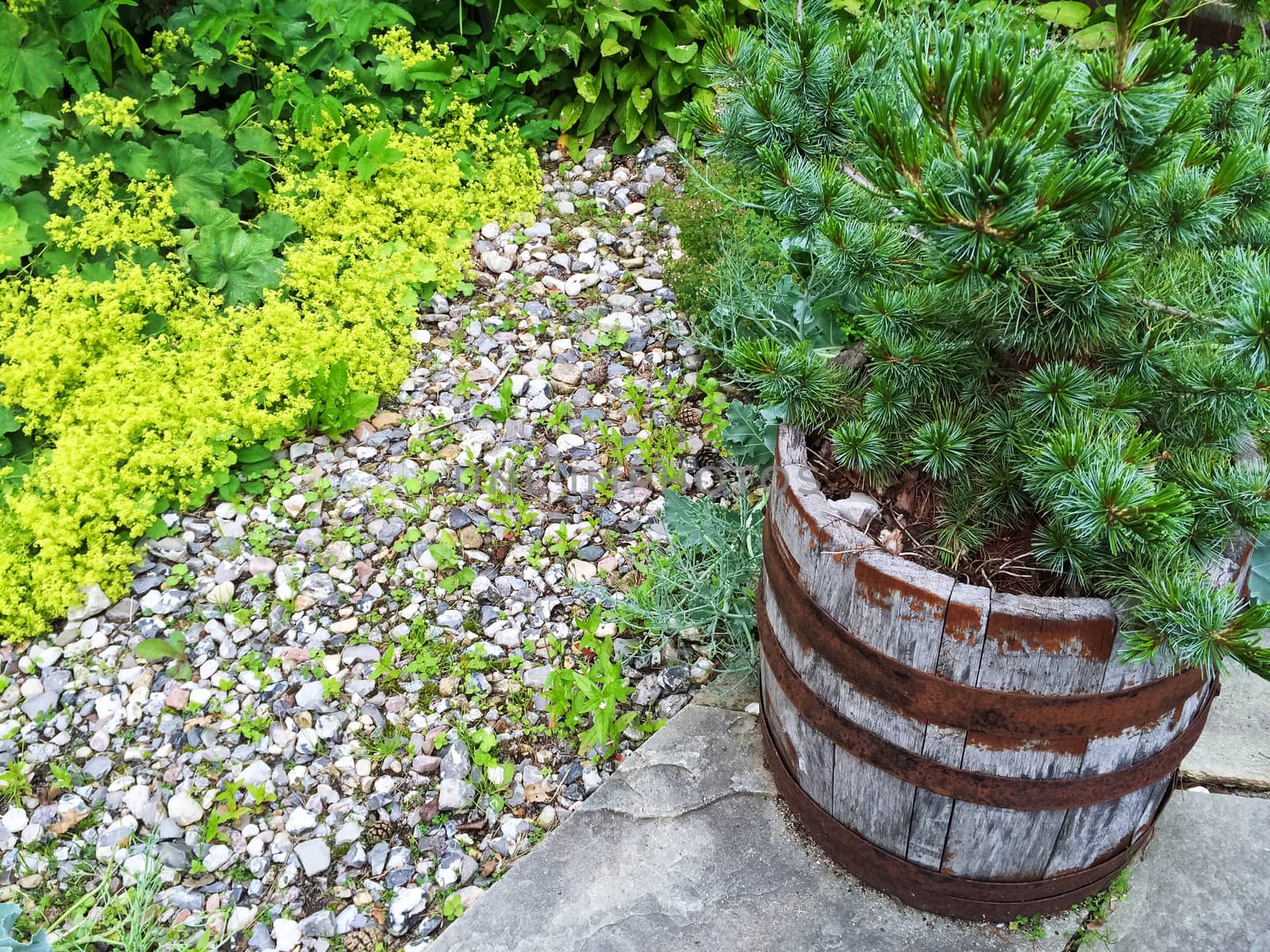 Garden with little pine tree growing in a wooden pot.