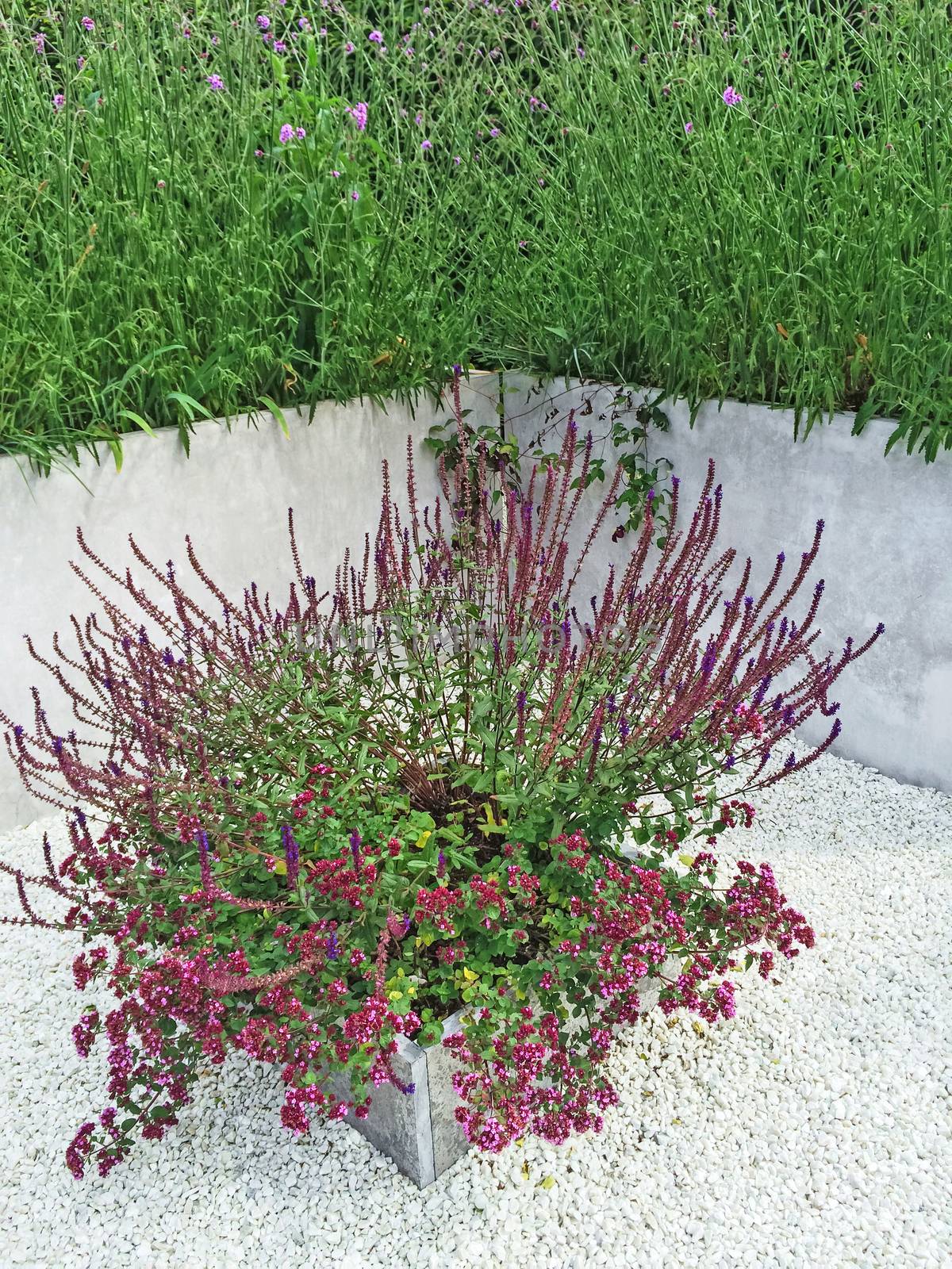 Purple flowers decorating contemporary garden by anikasalsera