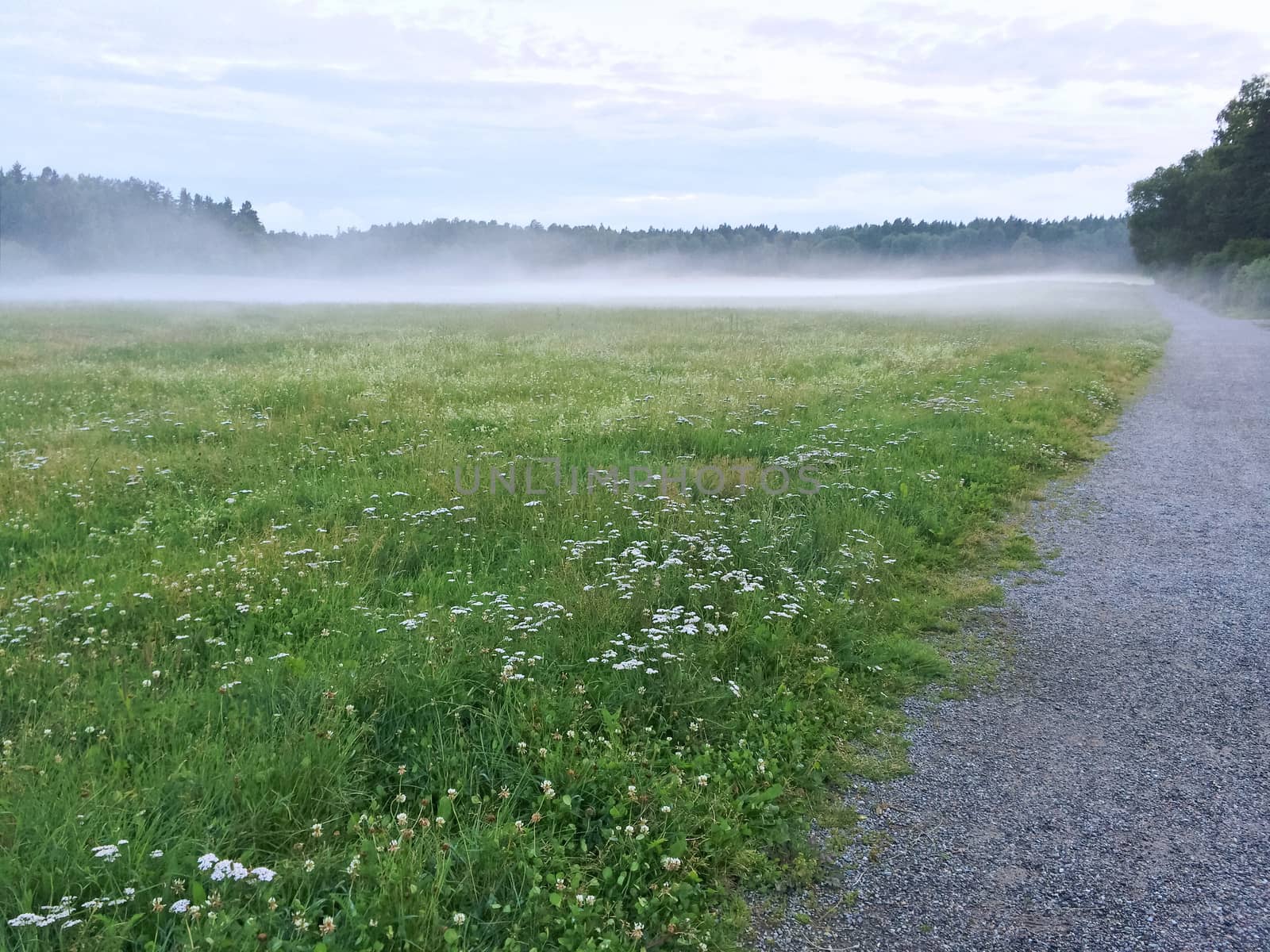 Misty green meadow with blooming wild flowers. Scandinavian nature in summer.
