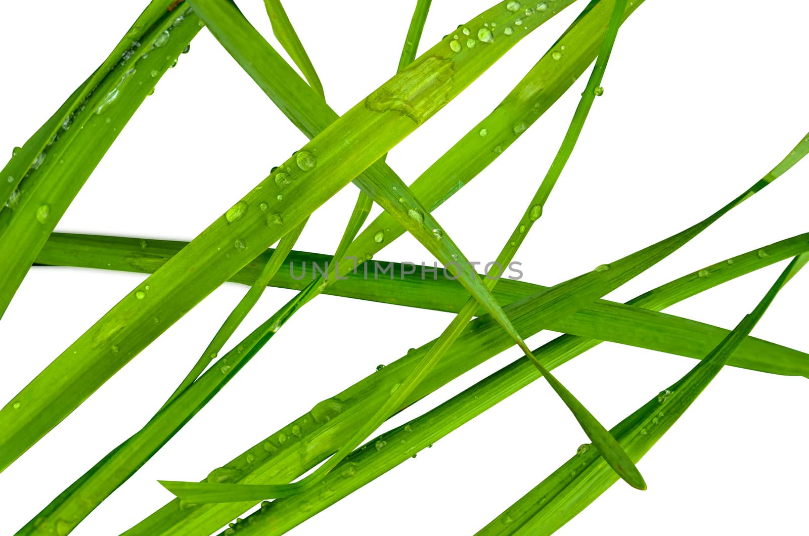 Isolated Blades Of Wet Summer Grass Against A White Background