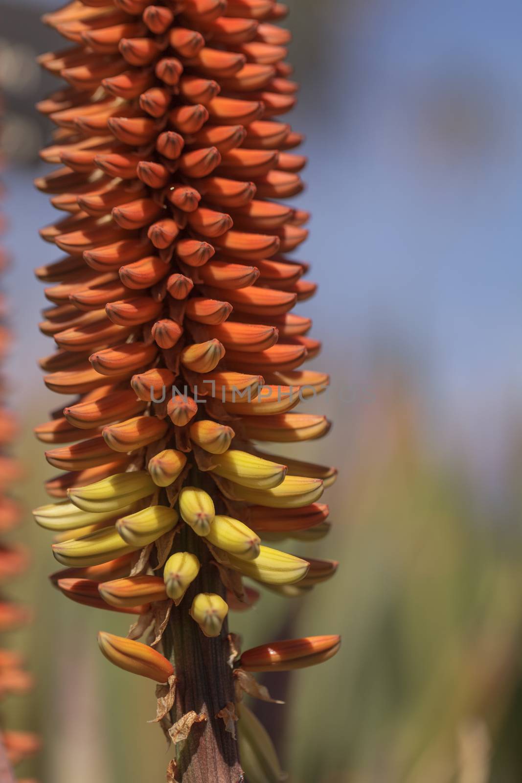 Orange and yellow hot poker flowers on Aloe succotrina bloom in South Africa
