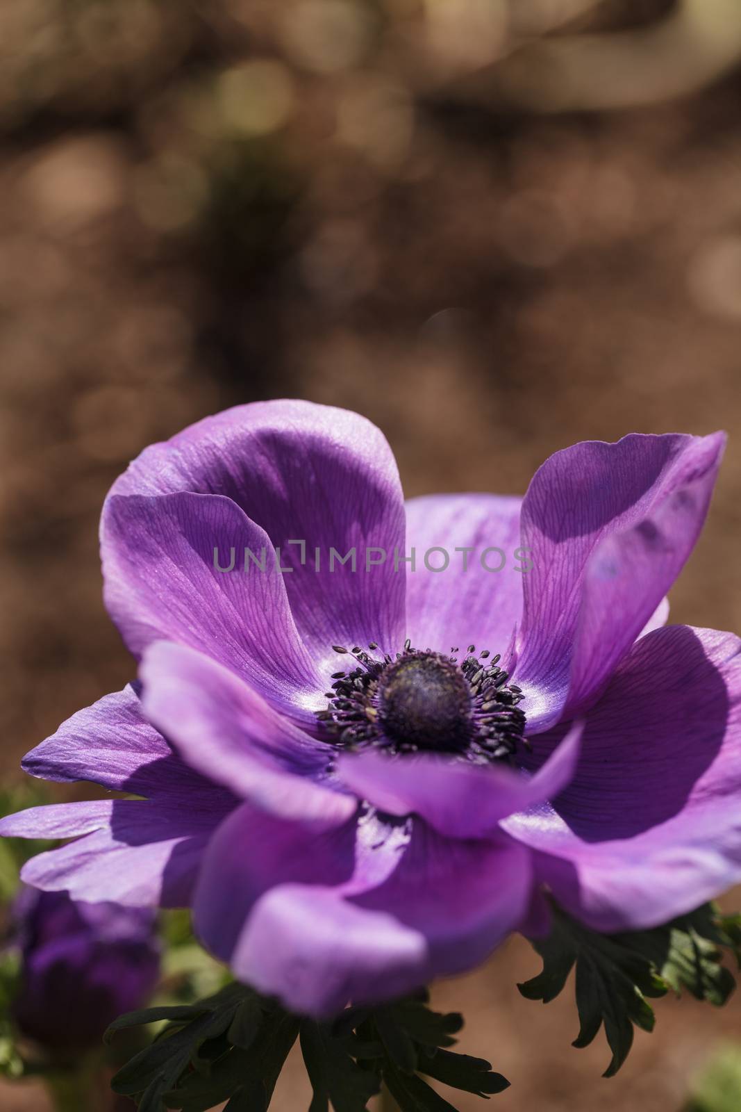 Deep purple flower ‘Mona Lisa Wine’ Anemone coronaria blooms in a botanical garden in winter in Los Angeles, California, United States. It is native to the Mediterranean and is also called the poppy anemone.