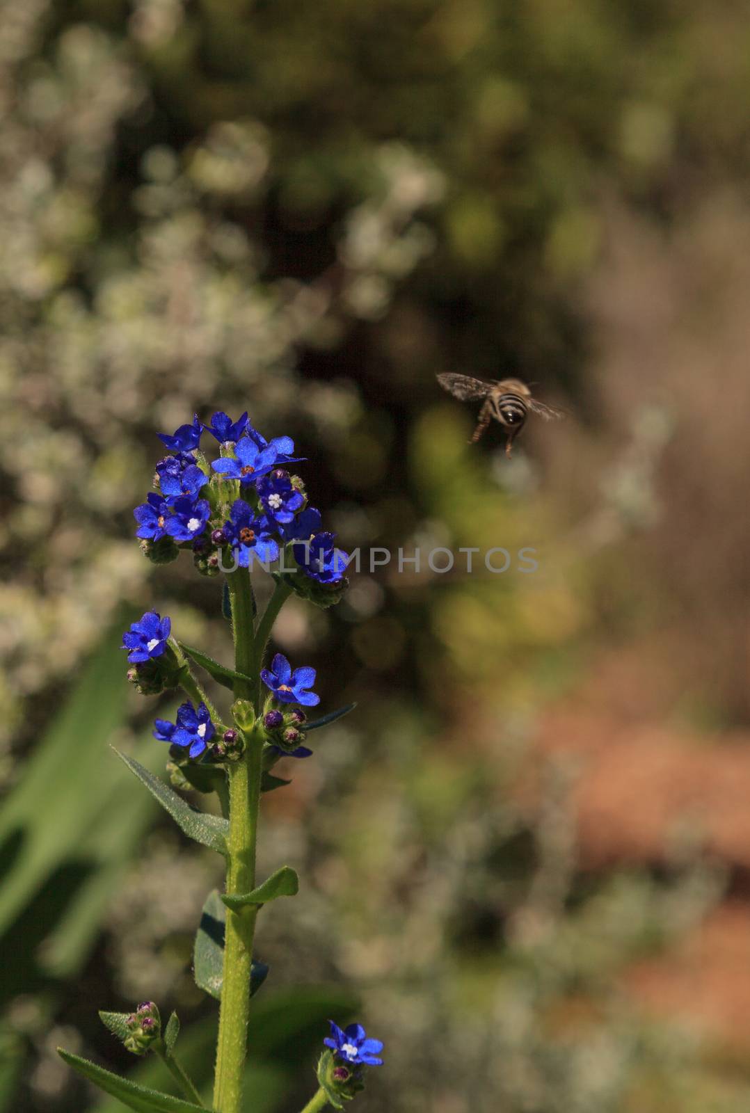 Honeybee, Hylaeus, gathers pollen by steffstarr