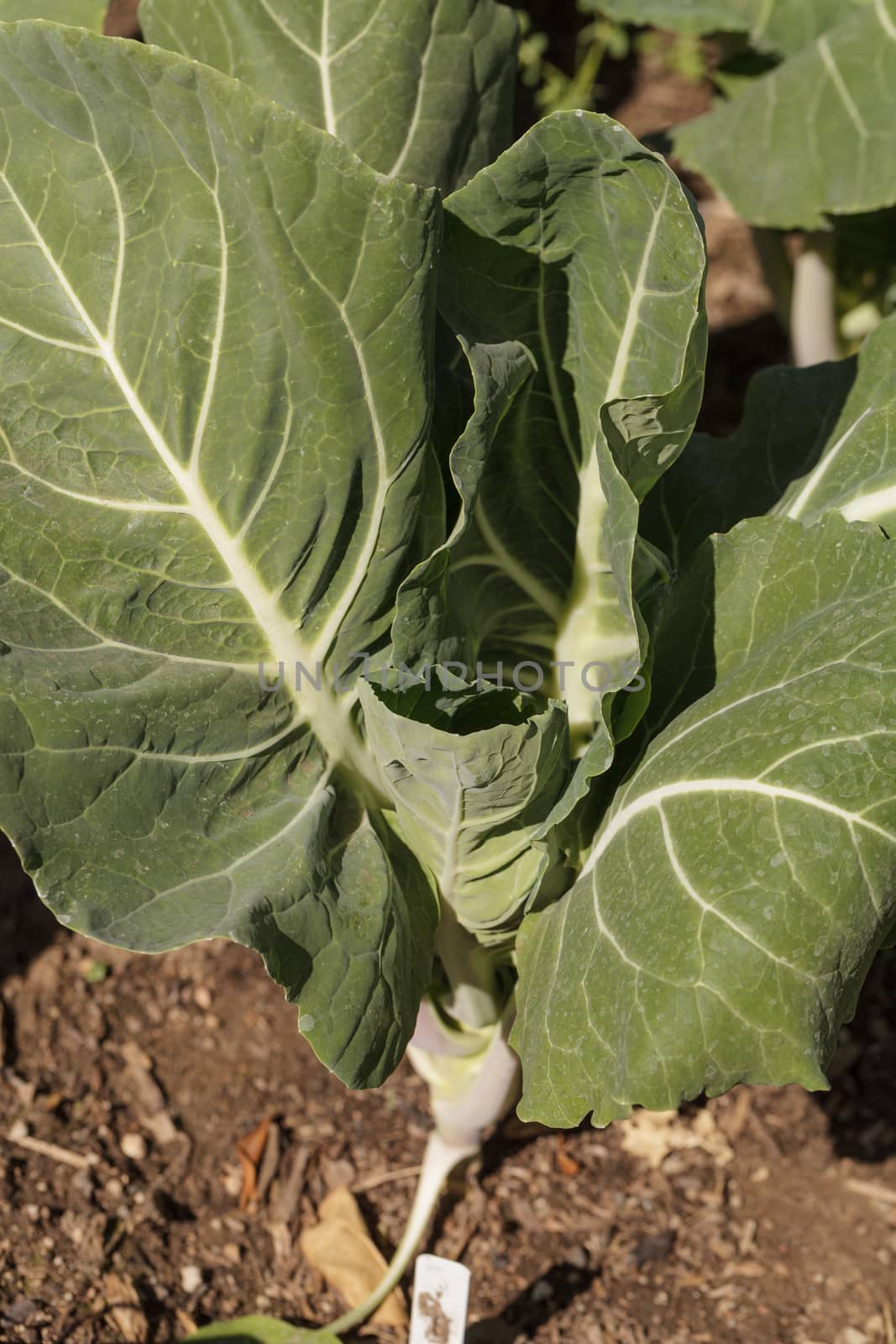 Beira Kale, Brassica oleracea, grows in an organic vegetable garden on a farm in Los Angeles, California, United States.