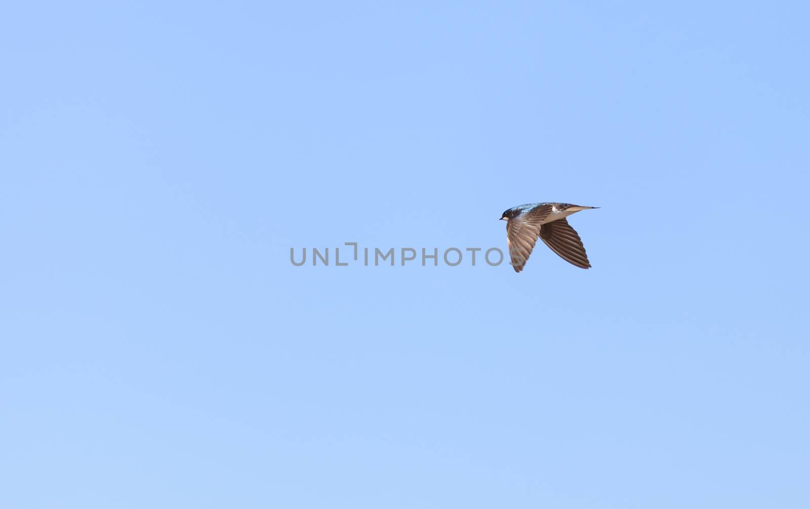 Blue Tree swallow bird, Tachycineta bicolor, flies over the San Joaquin wildlife sanctuary, Southern California, United States