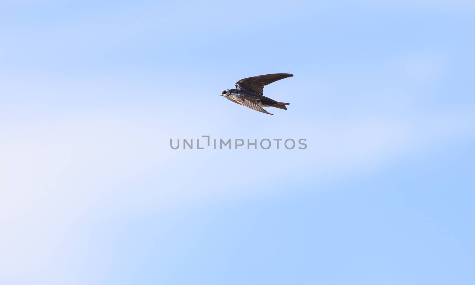 Blue Tree swallow bird, Tachycineta bicolor, flies over the San Joaquin wildlife sanctuary, Southern California, United States