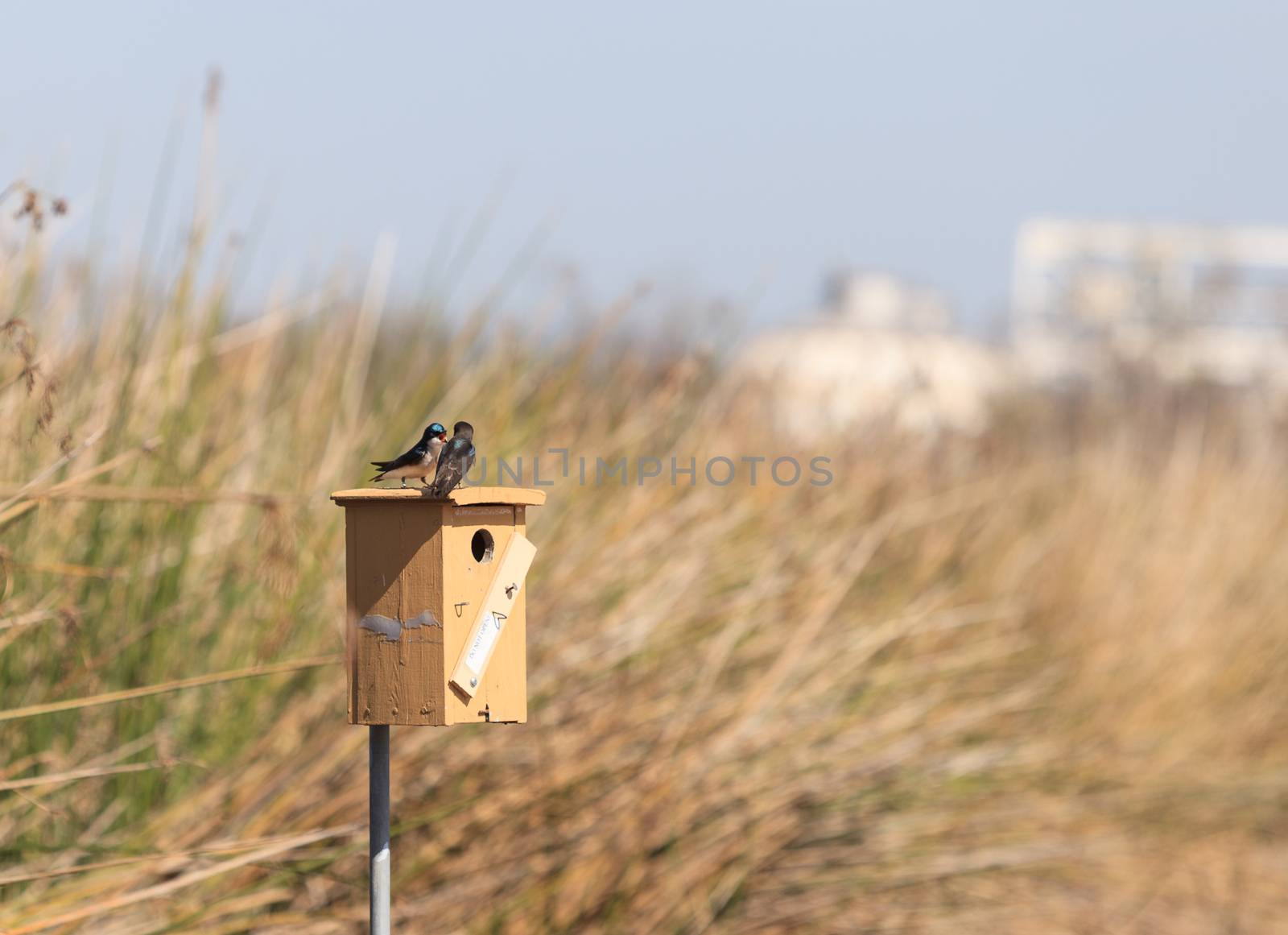 Blue Tree swallow bird, Tachycineta bicolor, sits on a nesting box in San Joaquin wildlife sanctuary, Southern California, United States