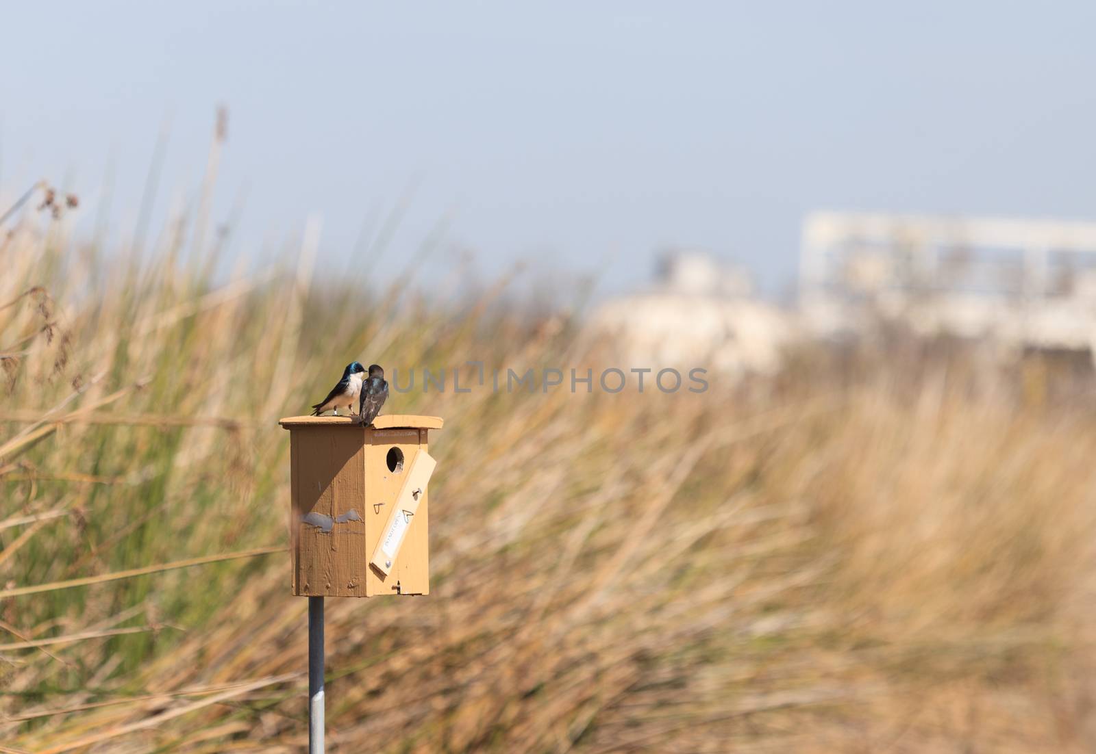 Blue Tree swallow bird, Tachycineta bicolor, sits on a nesting box in San Joaquin wildlife sanctuary, Southern California, United States