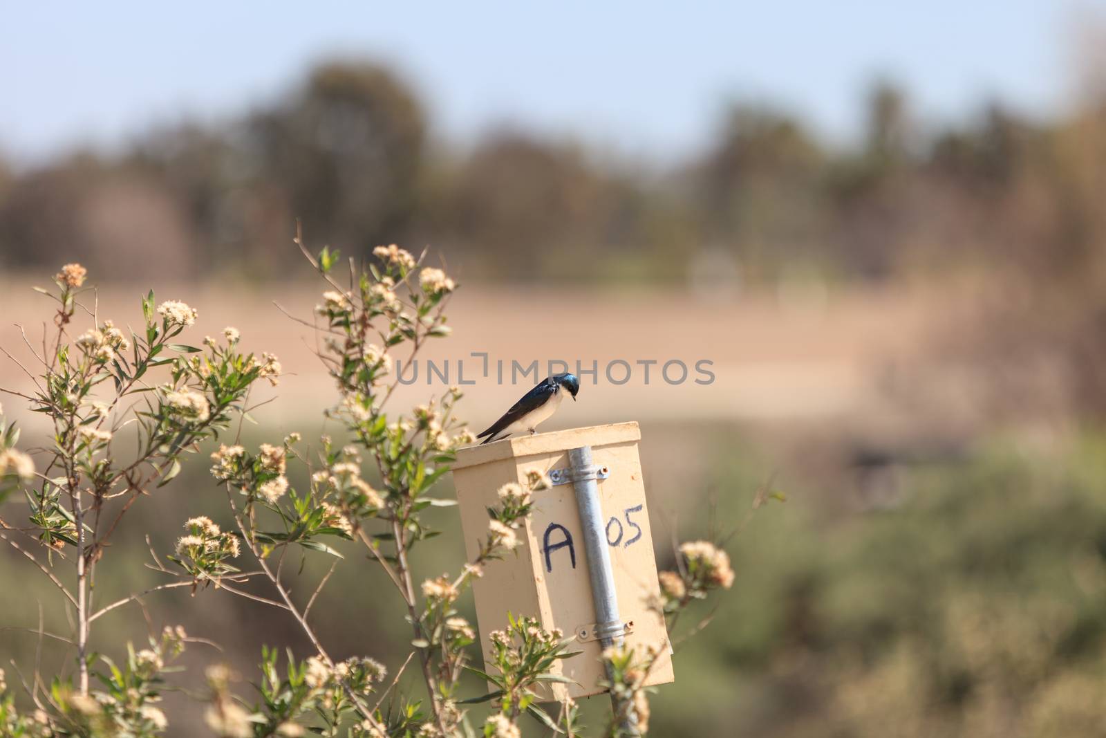 Blue Tree swallow bird, Tachycineta bicolor, sits on a nesting box in San Joaquin wildlife sanctuary, Southern California, United States