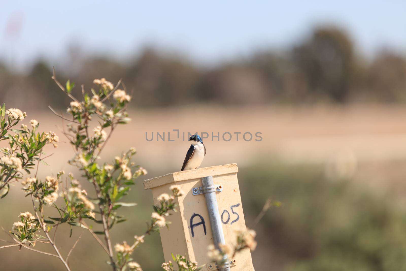 Blue Tree swallow bird, Tachycineta bicolor, sits on a nesting box in San Joaquin wildlife sanctuary, Southern California, United States