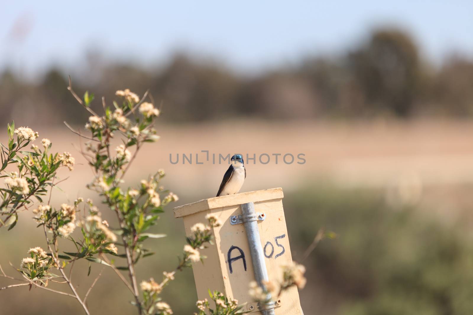 Blue Tree swallow bird, Tachycineta bicolor, sits on a nesting box in San Joaquin wildlife sanctuary, Southern California, United States