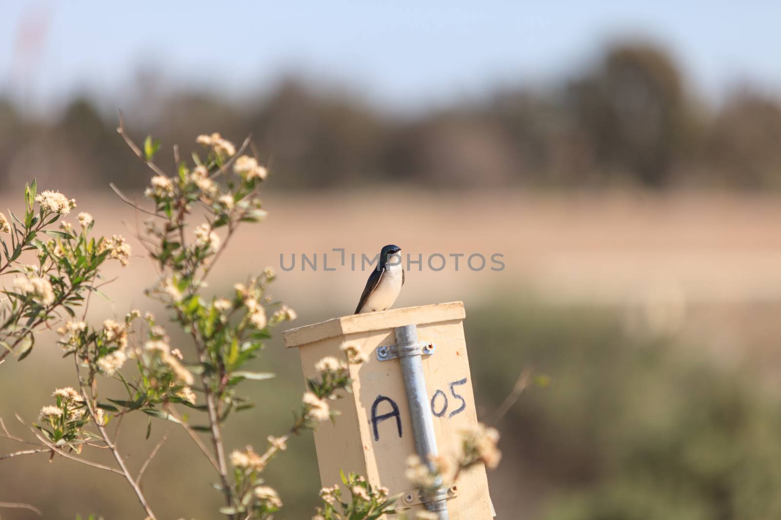 Blue Tree swallow bird, Tachycineta bicolor, sits on a nesting box in San Joaquin wildlife sanctuary, Southern California, United States