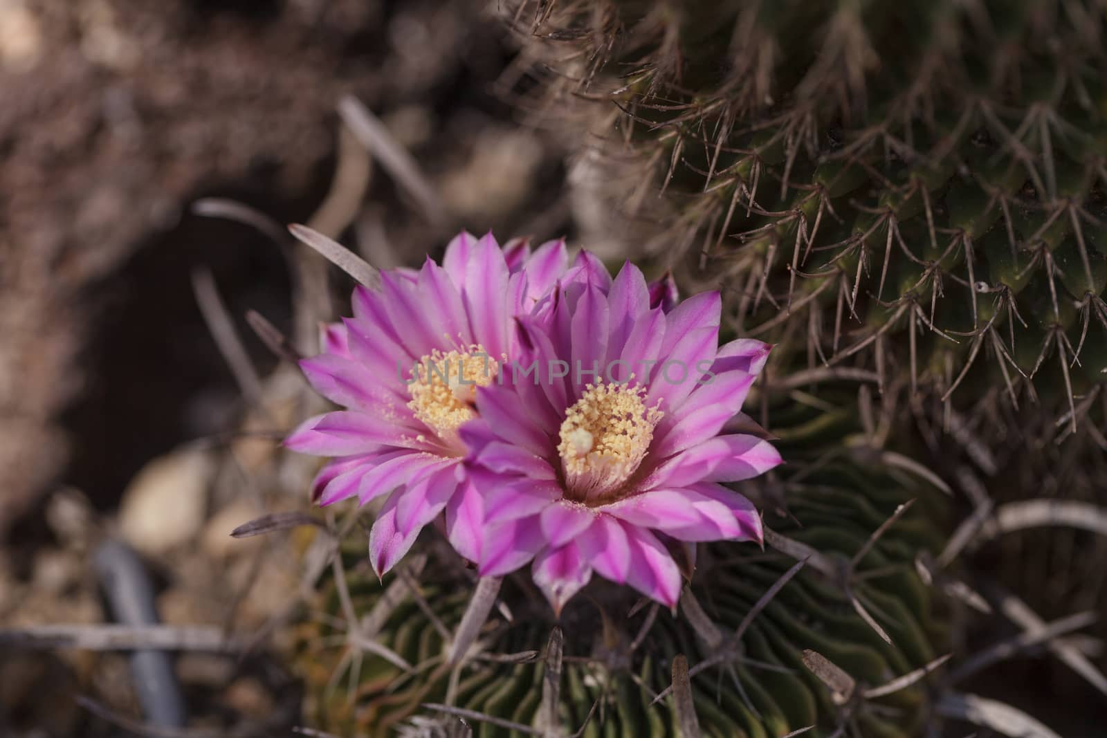 White, pink and yellow cactus flower, Stenocactus crispatus, Echinofossulocactus blooms in a desert garden in Mexico