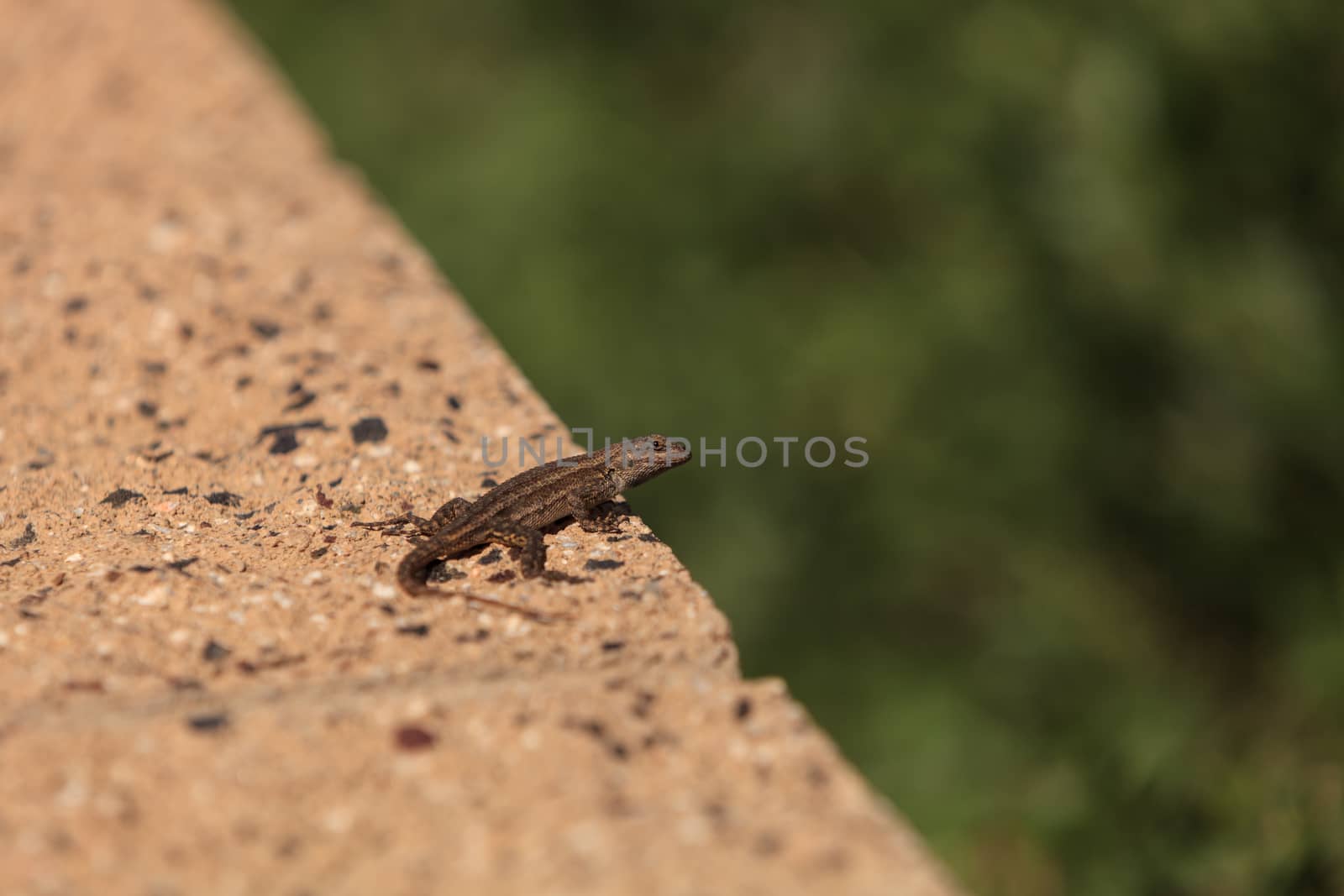 Brown common fence lizard, Sceloporus occidentalis, perches on a ledge with a green background.