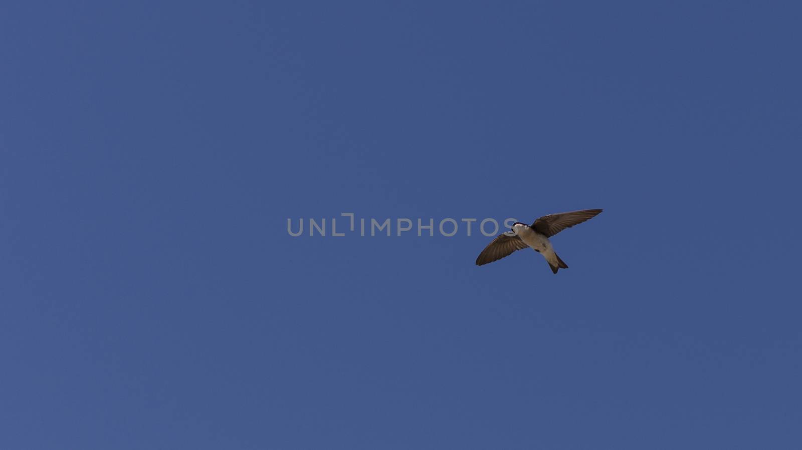 Blue Tree swallow bird, Tachycineta bicolor, flies over the San Joaquin wildlife sanctuary, Southern California, United States