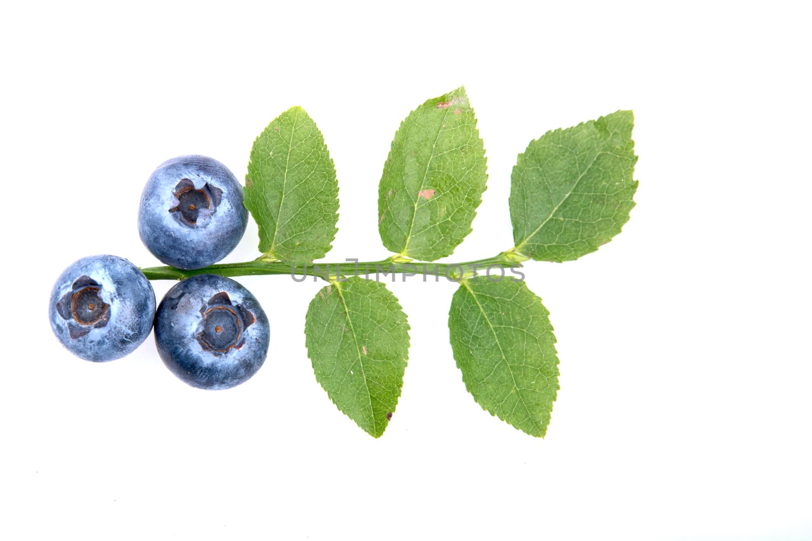 Three blueberry and leaves isolated on white background