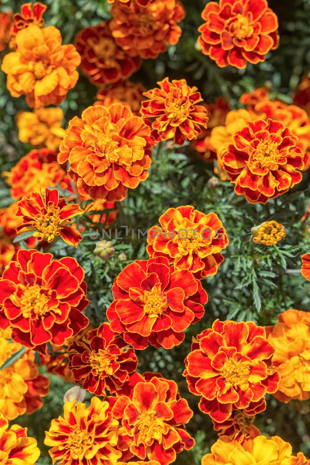 Yellow and orange marigold flowers in the garden in the fall