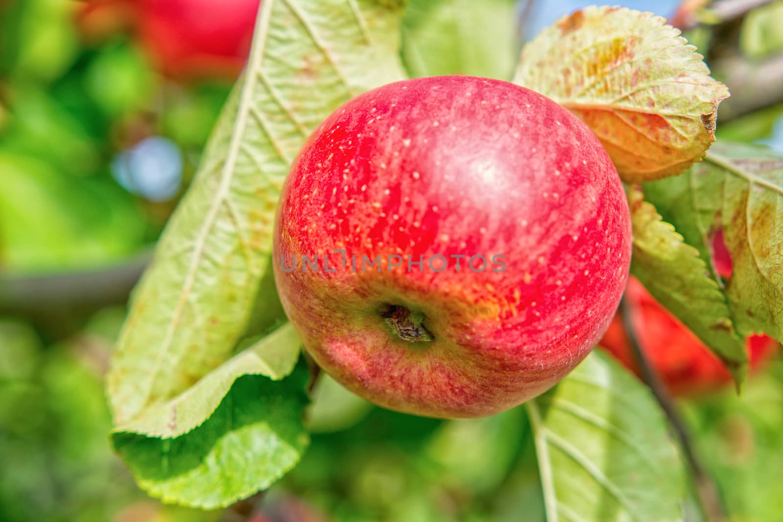Beautiful red apple on a tree