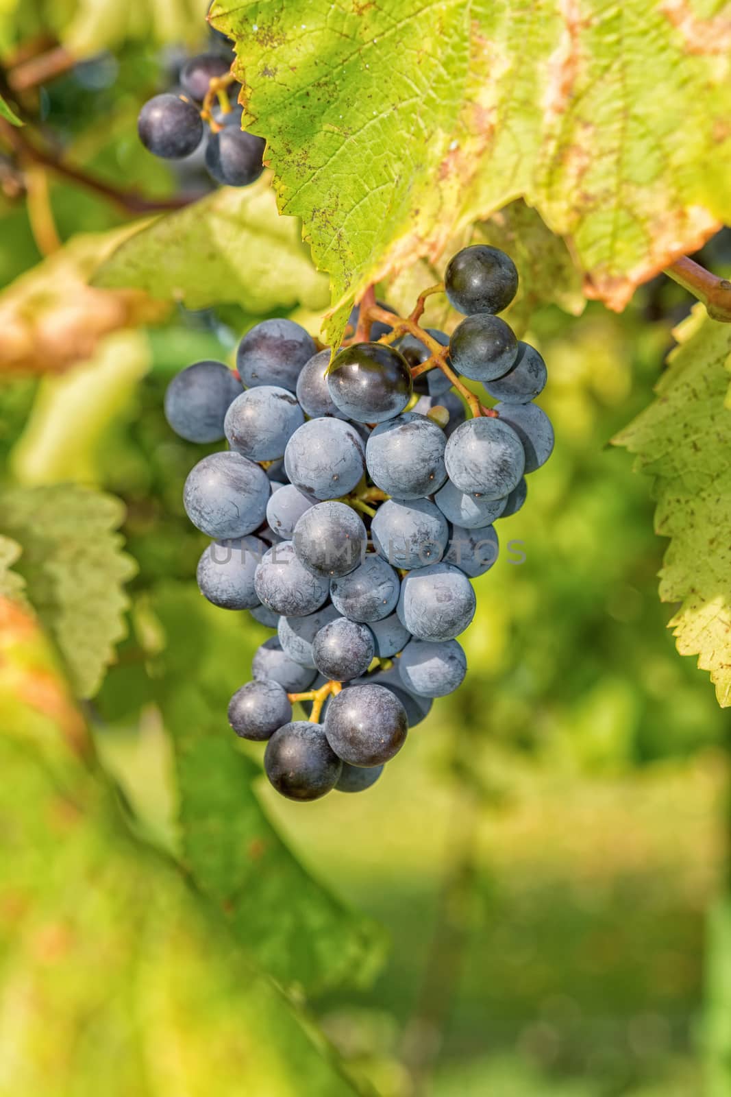 Matured grapes for good red wine