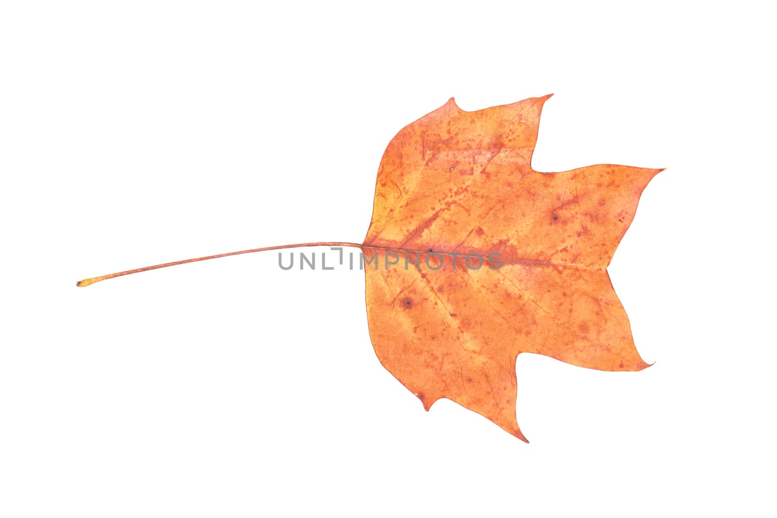 Colored leaf isolated on a white background