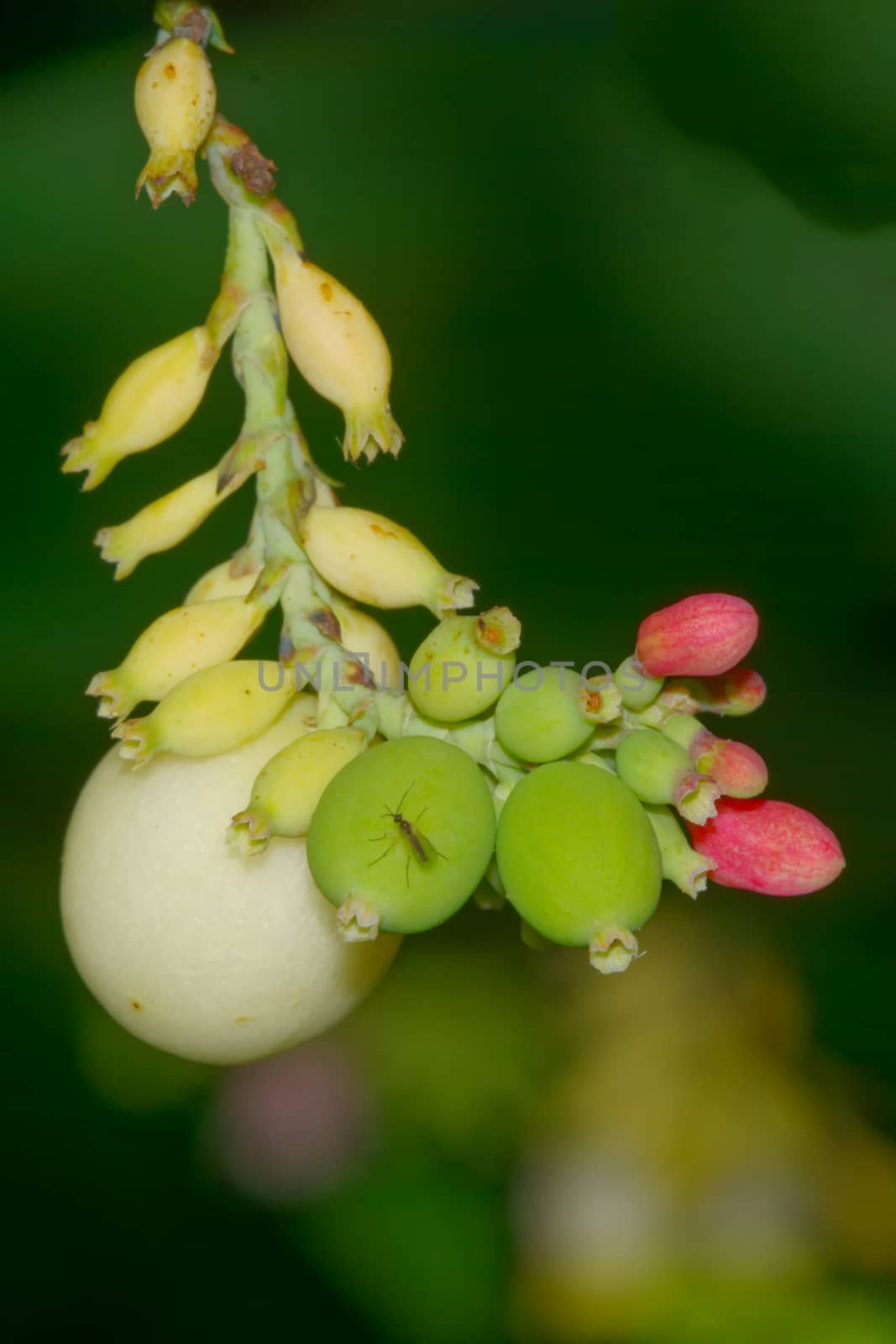 Twig with green buds and pink flowers