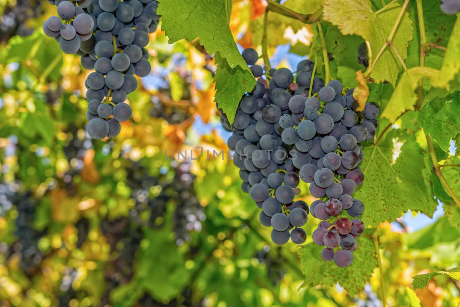 Matured grapes for good red wine