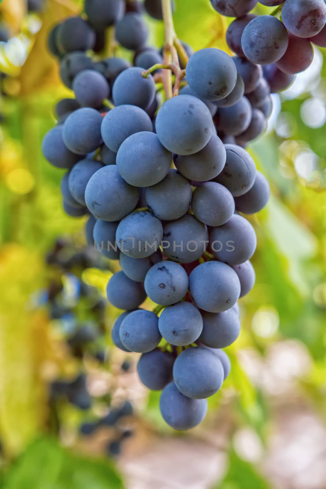 Matured grapes for good red wine