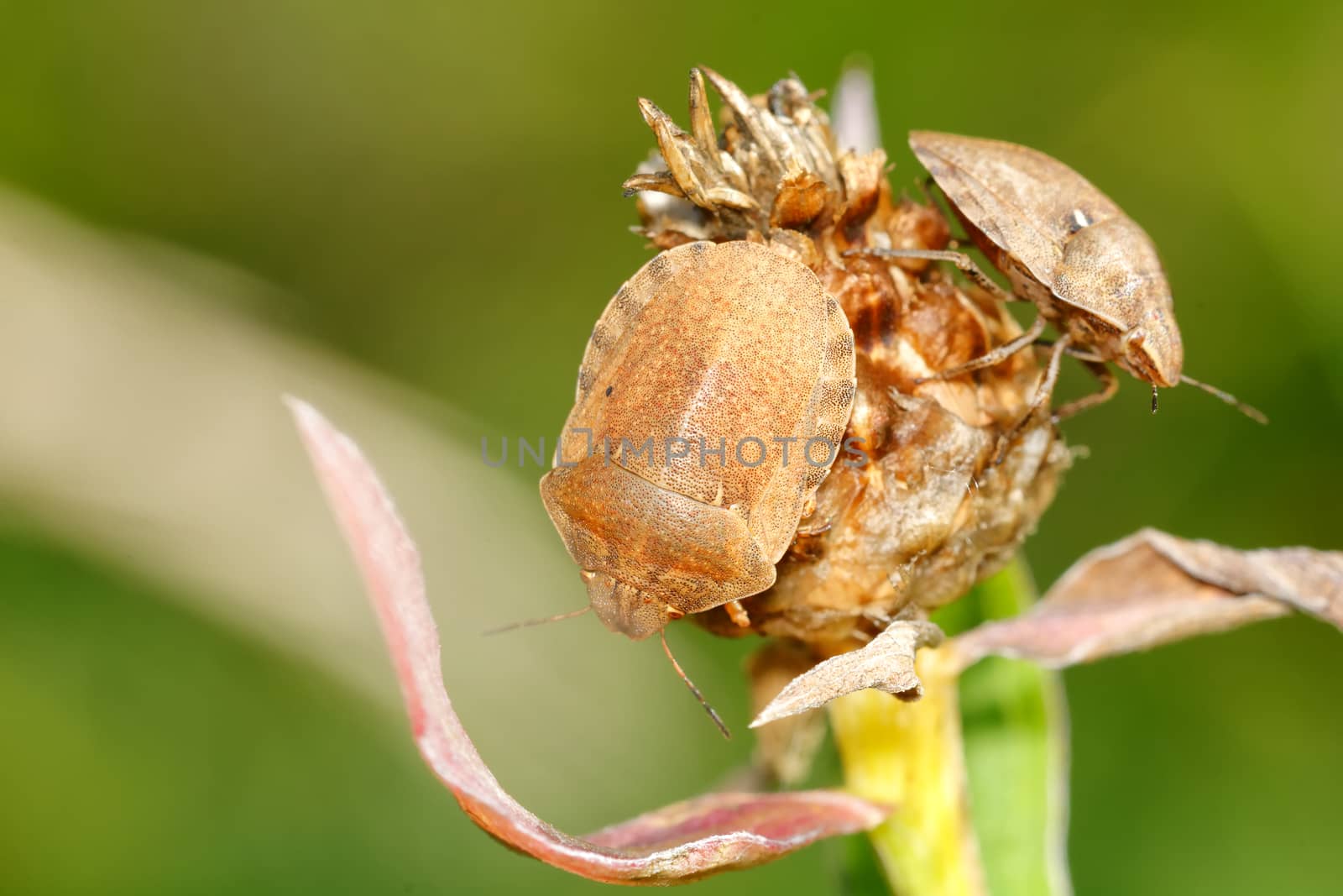 Two brown shied bugs sitting on brown bloom