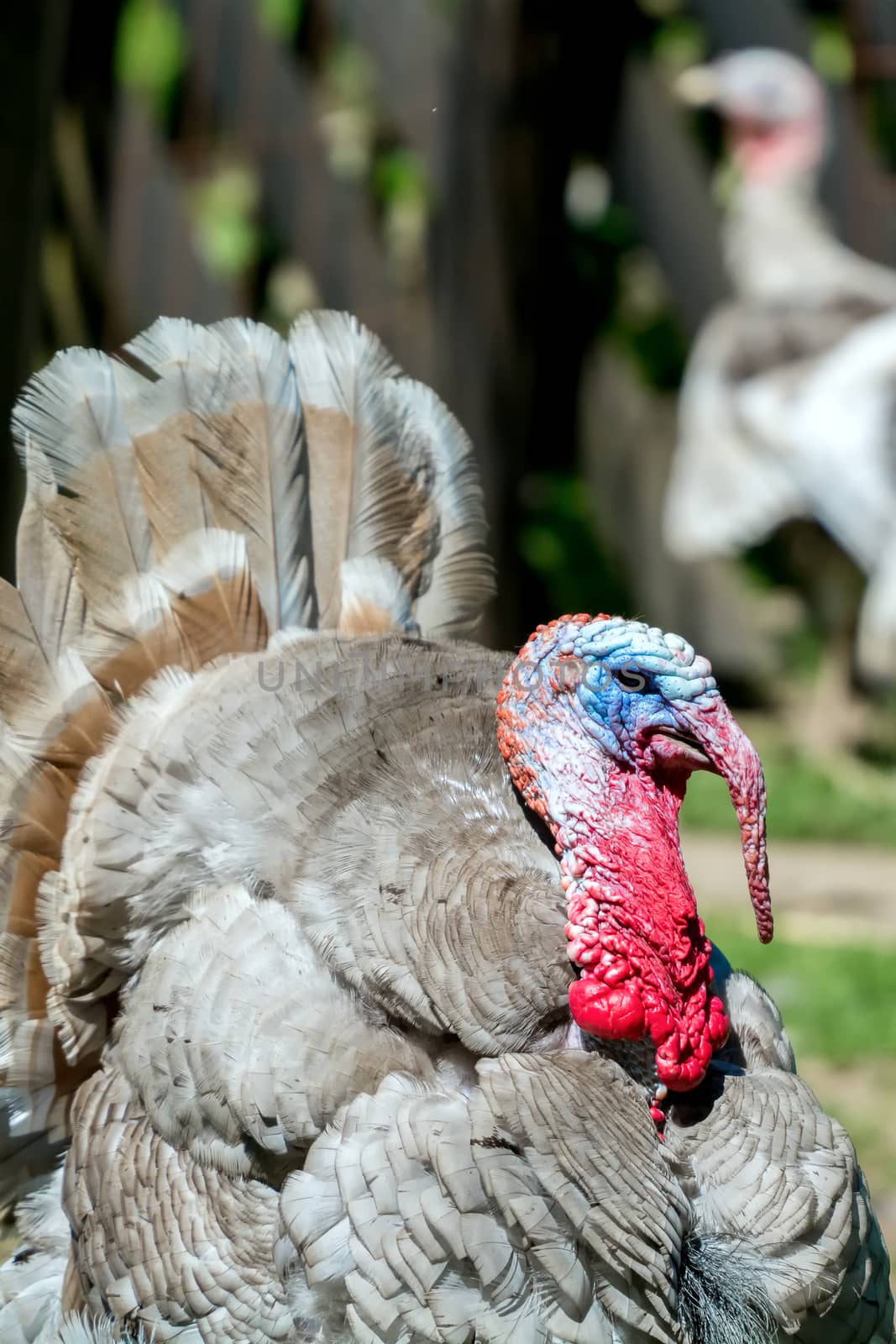 Detail of the red head of grey turkey bird