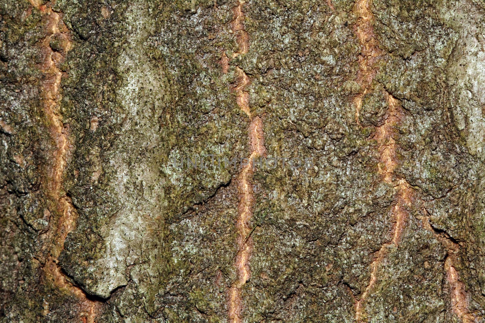 Nice detailed macro brown tree terk