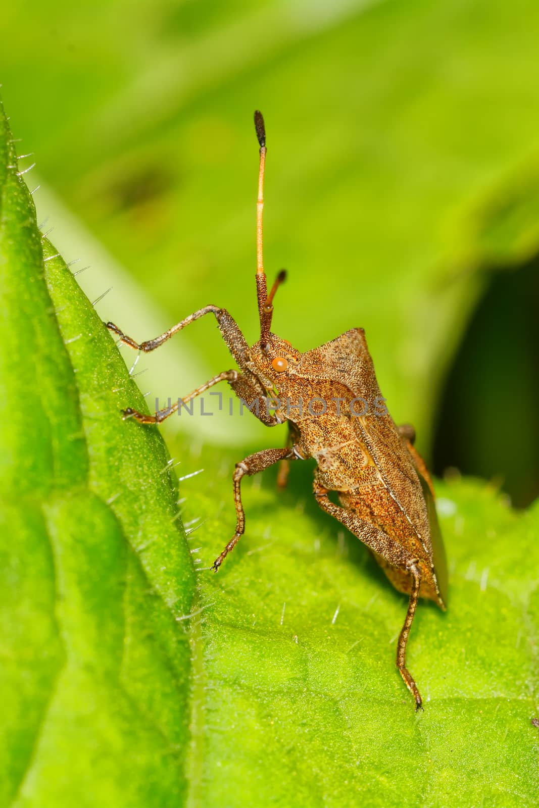 Brown shield bug sitting on the green leaf