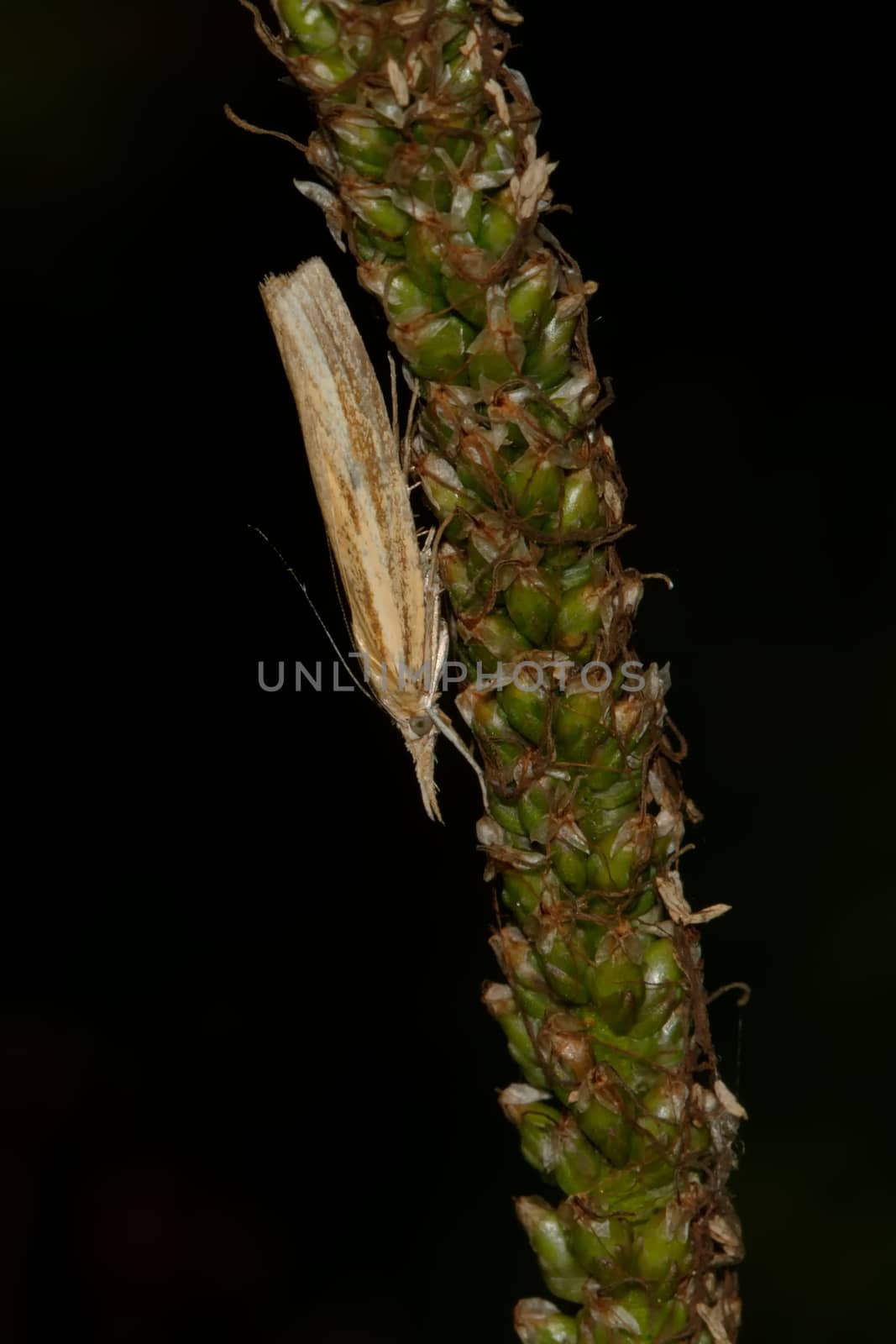 Grey moth sitting on the green grass with black background