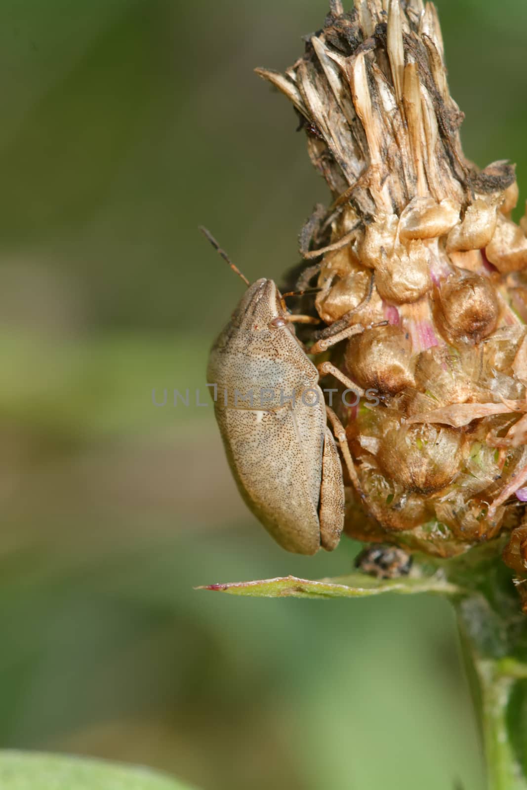 Brown shied bug sitting on the brown bloom